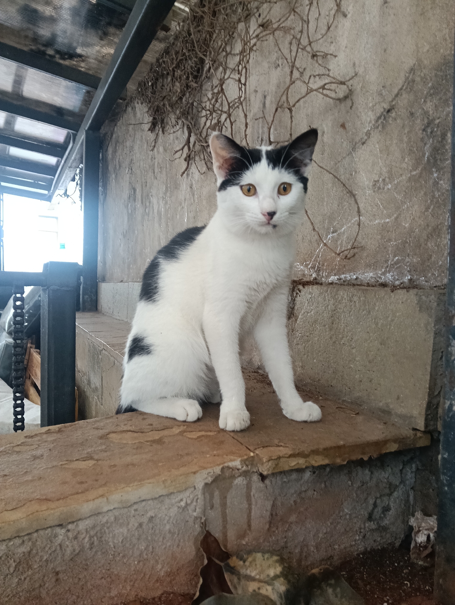 A white cat with black markings is sitting on a low stone ledge in Nairobi, Kenya. The cat has yellow eyes and is facing the camera. Behind the cat is a concrete wall with some dried vines hanging from the top. To the left, there is a metal structure with a chain. The location appears to be an urban setting.