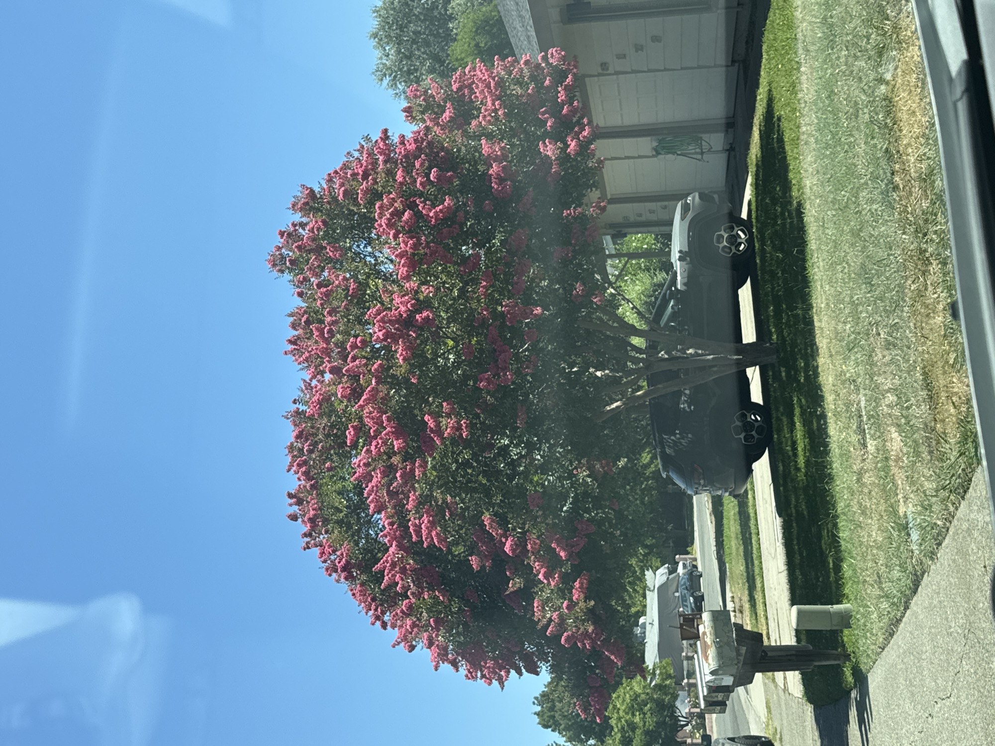 The image shows a residential street in Fair Oaks, United States, on a sunny day. A large Crape Myrtle tree with vibrant pink flowers dominates the foreground, casting a shadow on the lawn and a dark-colored SUV parked in the driveway. To the left of the tree, a set of mailboxes stands by the curb, with a sidewalk and street visible beyond. In the background, houses with garages and green trees are visible under a clear blue sky with a few wispy clouds. The scene appears peaceful and suburban.
