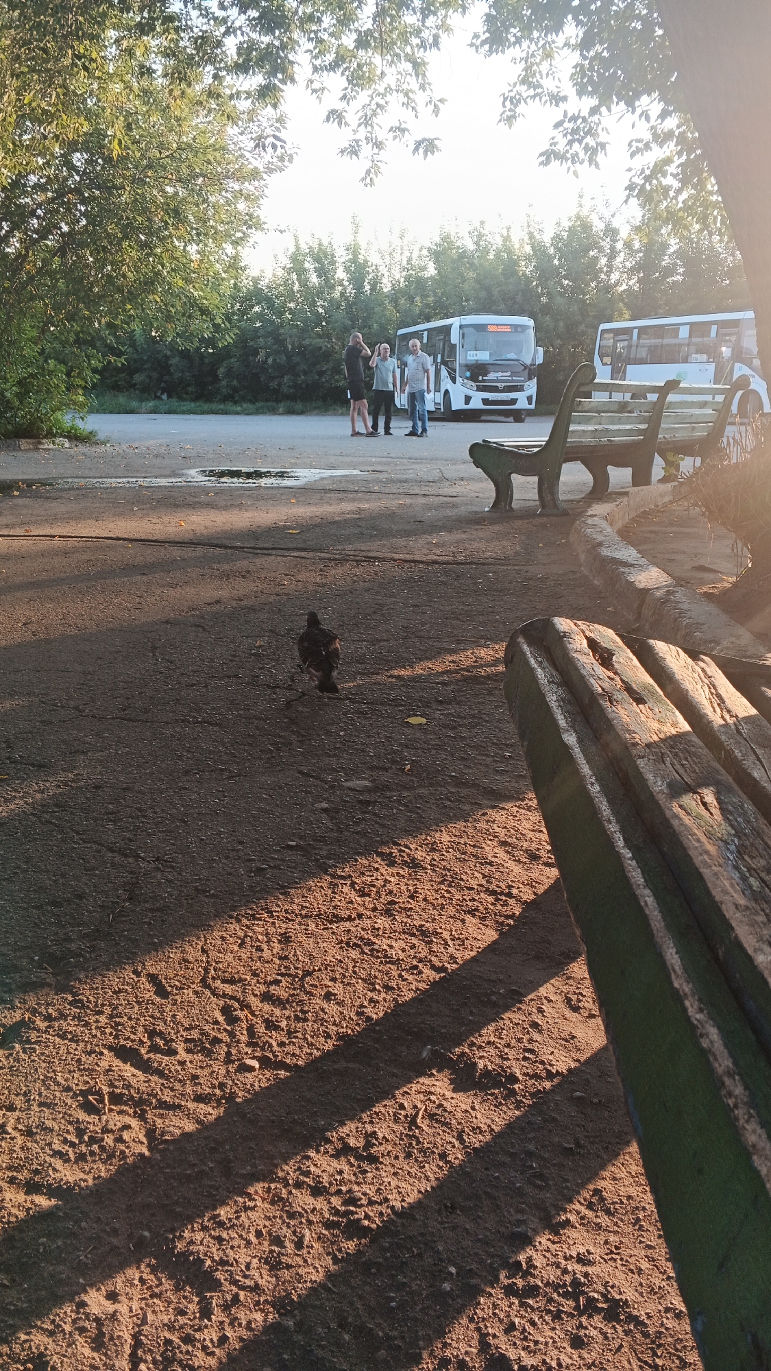 The image depicts a sunlit outdoor scene, likely a bus station or parking area, with a pigeon in the foreground. The ground is a mixture of asphalt and dirt, with distinct shadows cast by trees and a bench. In the mid-ground, three individuals stand near a white bus, appearing to be conversing or waiting. Another bus is visible in the background, along with dense foliage. A wooden bench occupies the right side of the frame, partially obscuring the view of other benches and the surrounding area. The overall lighting suggests it is either early morning or late afternoon. The location is identified as Izhevsk, Russia.
