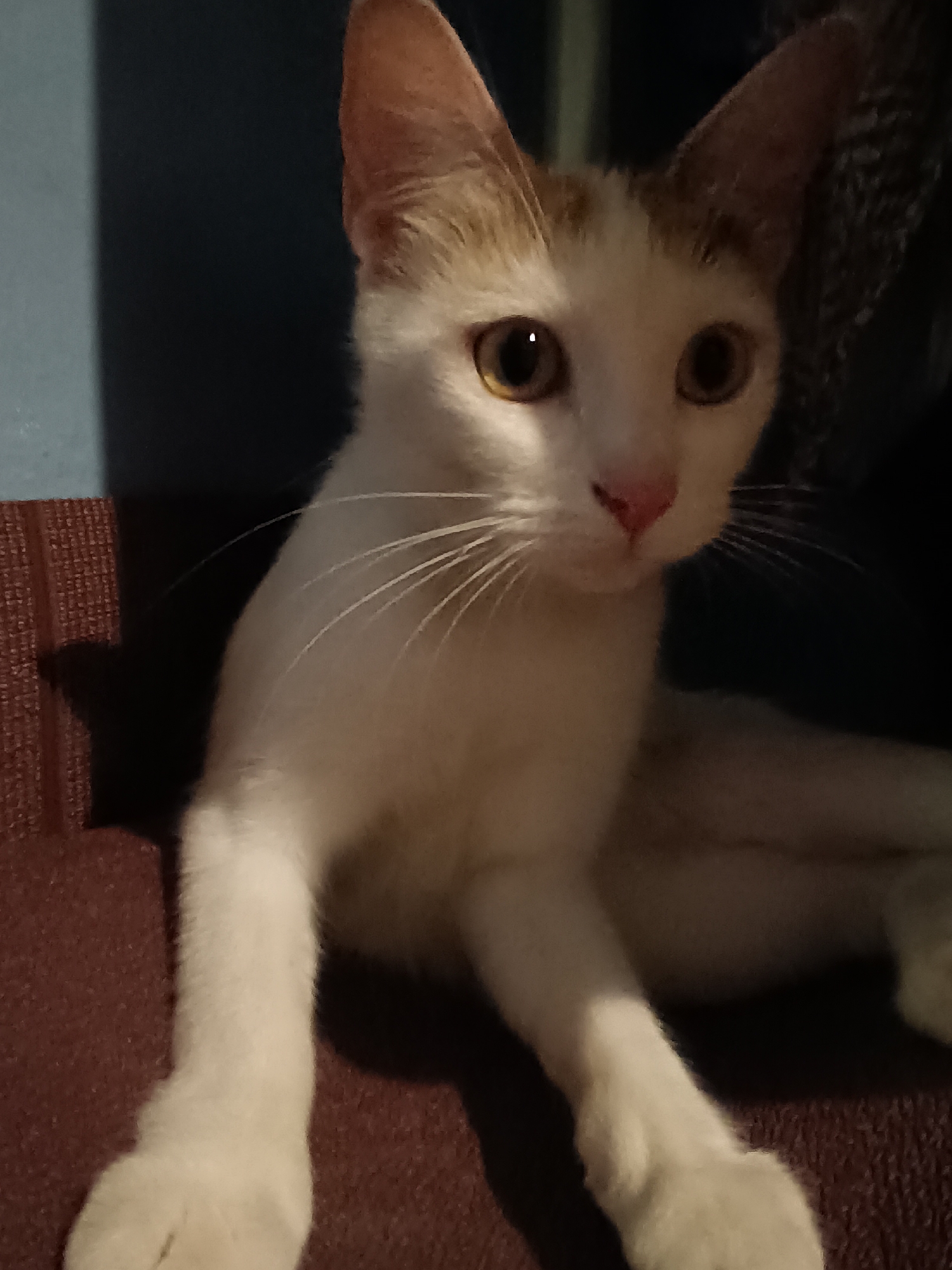 A white cat with tan markings on its head and ears is lying down on a dark reddish-brown textured surface. The cat is looking towards the viewer with wide, amber eyes and has a pink nose and prominent white whiskers. The background is dark and out of focus, with a hint of a blue surface on the left side. The scene appears to be indoors, possibly in a residential setting. There is no information about the location in the city of Viadana, Italy.