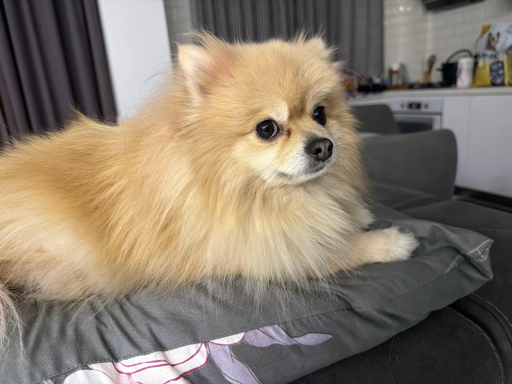 A cream-colored Pomeranian dog is lying on a gray pillow in a domestic setting. The dog is positioned in the center of the frame, facing to the right, with its head slightly tilted. Its fur is long and fluffy, and its eyes are dark and expressive. The pillow has a subtle floral pattern on its surface. In the background, a blurred kitchen area is visible, with white cabinets and appliances, and some household items on a counter. The lighting suggests it is daytime indoors. The image does not provide any specific information or visual cues that would indicate its location within the city of Tbilisi, Georgia.