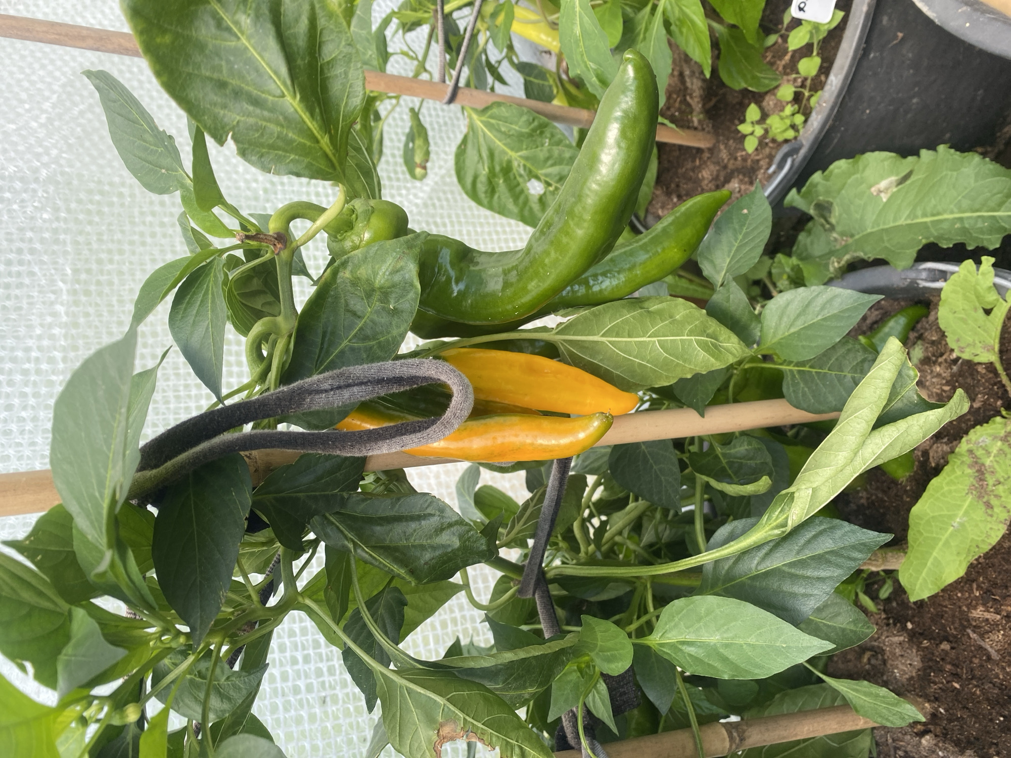 In Tret'ya Pad', Russia, the image captures a close-up view of a pepper plant growing in a greenhouse or similar protected environment. The plant is supported by bamboo stakes and is laden with developing peppers. Two bright yellow peppers hang prominently in the foreground, partially obscured by their lush green leaves. Behind them, a large, elongated green pepper extends horizontally, its glossy surface reflecting the light. Another smaller green pepper is visible higher up on the plant. The plant is rooted in dark soil within a black planter. The background features the translucent white netting of the greenhouse structure. A thin, dark grey fabric or rope is draped across some of the upper branches of the plant.