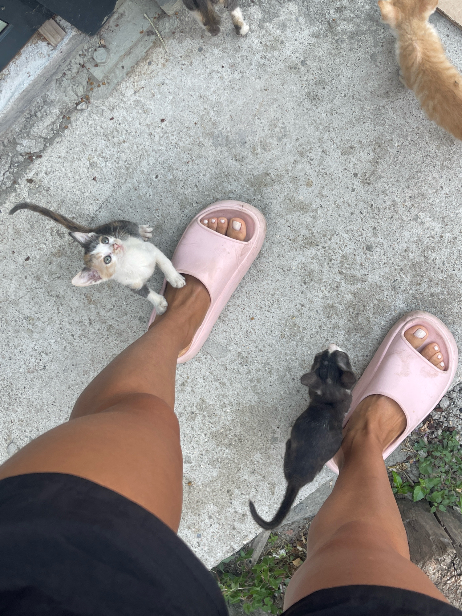 The image shows a person's legs from the knees down, wearing black shorts and pink slide sandals, standing on a concrete surface. Two kittens are interacting with the person's feet and sandals. One kitten, a calico, is standing on the person's left foot and sandal, looking up at the camera. The other kitten, a black and white tabby, is on the person's right foot and sandal. In the background, a ginger kitten is visible, along with other indistinct kittens. The environment appears to be outdoors, possibly in a yard or alleyway, with scattered debris and vegetation. The lighting suggests it is daytime. The location is specified as Karlovo, Bulgaria.