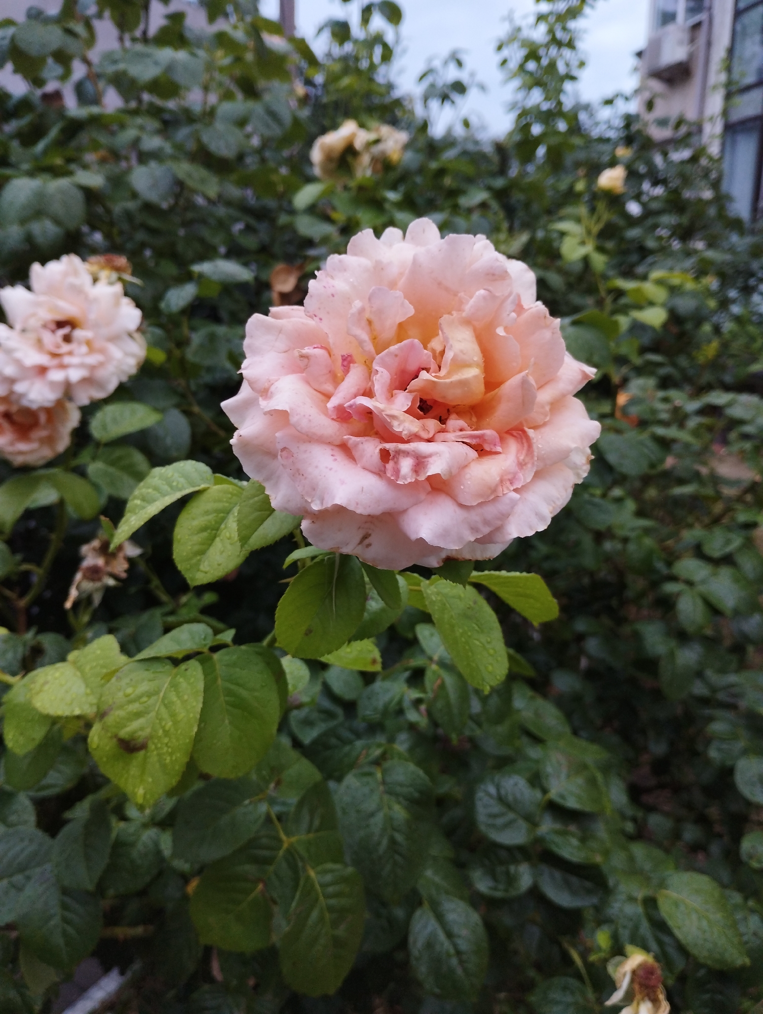 The image shows a close-up of a light pink rose in full bloom, with several other roses and green foliage in the background. The rose is positioned in the center of the frame, and its petals are layered and slightly ruffled, with some darker pink markings on the edges of a few petals. Water droplets are visible on the rose petals and some of the leaves, suggesting recent rain or watering. The background is a blur of green leaves and other rose blooms, with a hint of a building structure visible in the upper right corner. The overall lighting is soft, indicating an overcast day. The scene appears to be a garden or outdoor flower bed. Based on the provided crops, the environment suggests an urban setting, possibly in a residential area of Velykodolynske, Ukraine, given the presence of the building in the background. There are no people or animals visible in the image.