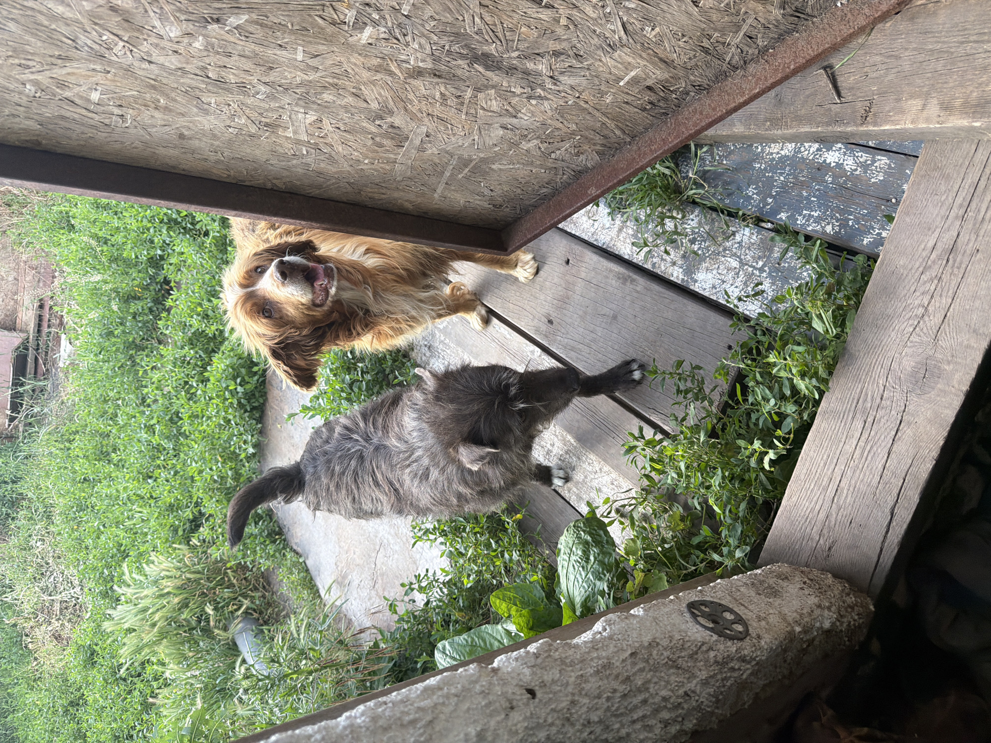In Leningradskaya, Russia, two dogs stand on a wooden deck. The dog on the left is dark grey and appears to be walking. The dog on the right is golden-brown and looking to the side. The deck is surrounded by lush green foliage. A large, rough-textured rock is positioned in the foreground on the left side of the image. The scene suggests an outdoor, possibly rural, setting.