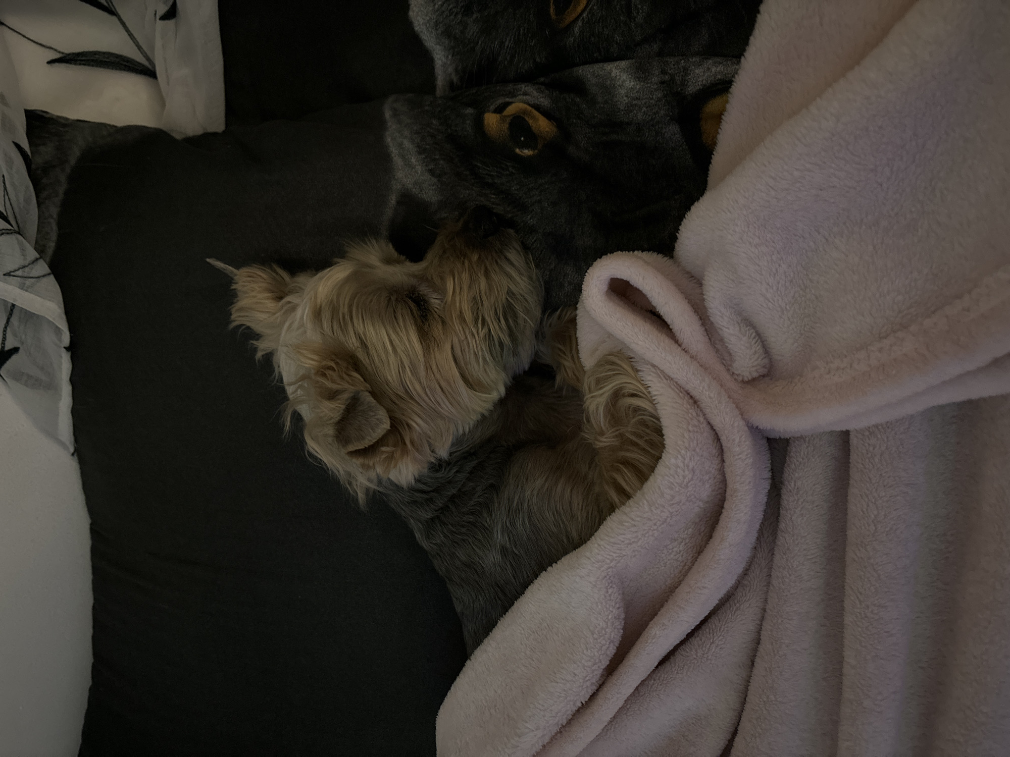 A small, light brown Yorkshire Terrier rests nestled beside a pillow featuring a lion's face, partially under a light pink blanket. The scene is indoors, likely on a bed. There are no identifiable landmarks to suggest the location is Budva, Montenegro.