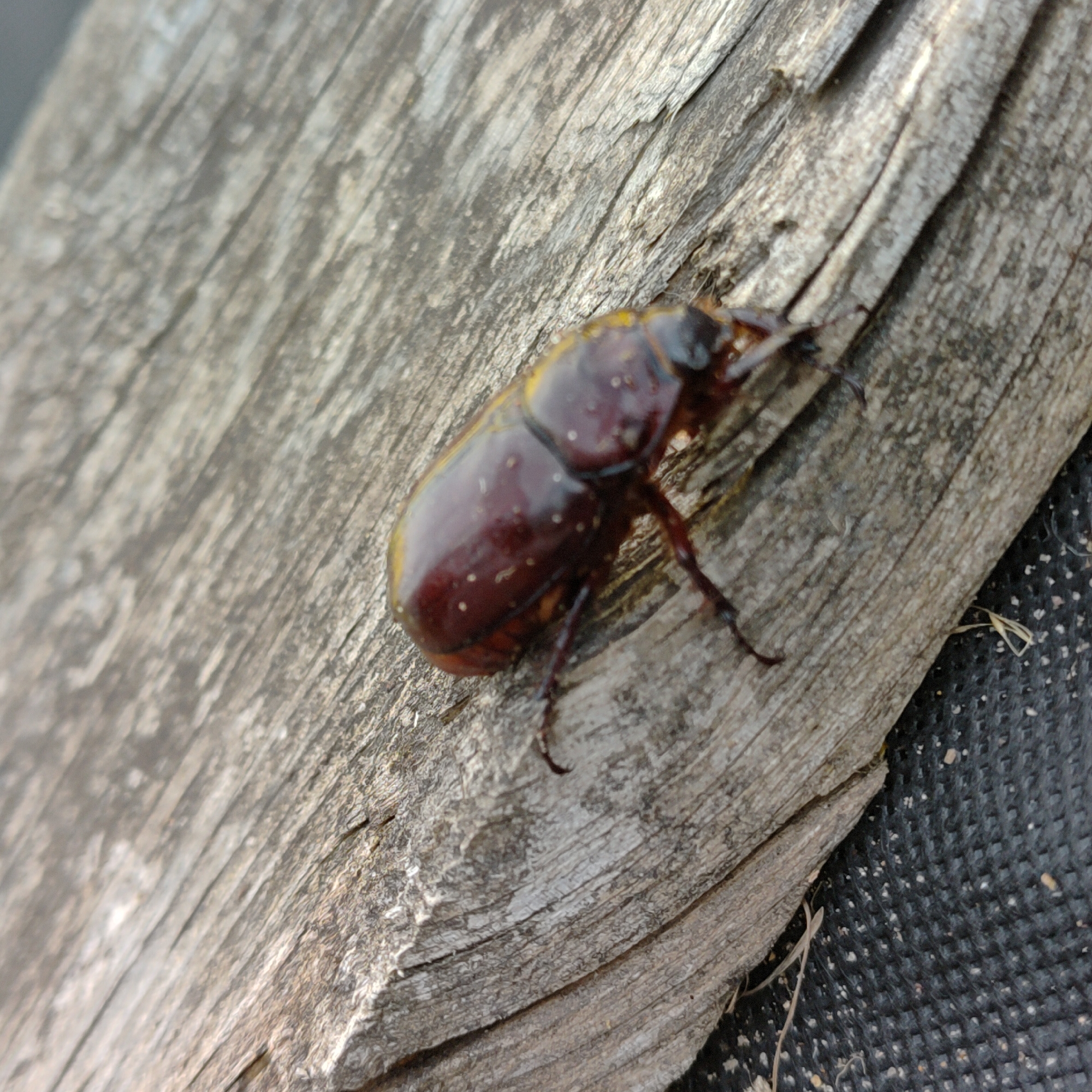 A close-up, high-angle shot shows a rhinoceros beetle resting on a weathered piece of wood. The beetle is dark brown with lighter speckles and has visible legs. The wood has a rough, textured surface with visible grain and some cracks. The background is out of focus, but appears to be a dark, textured surface, possibly fabric or ground cover. The scene is set outdoors, likely in Markovo, Russia, given the context.