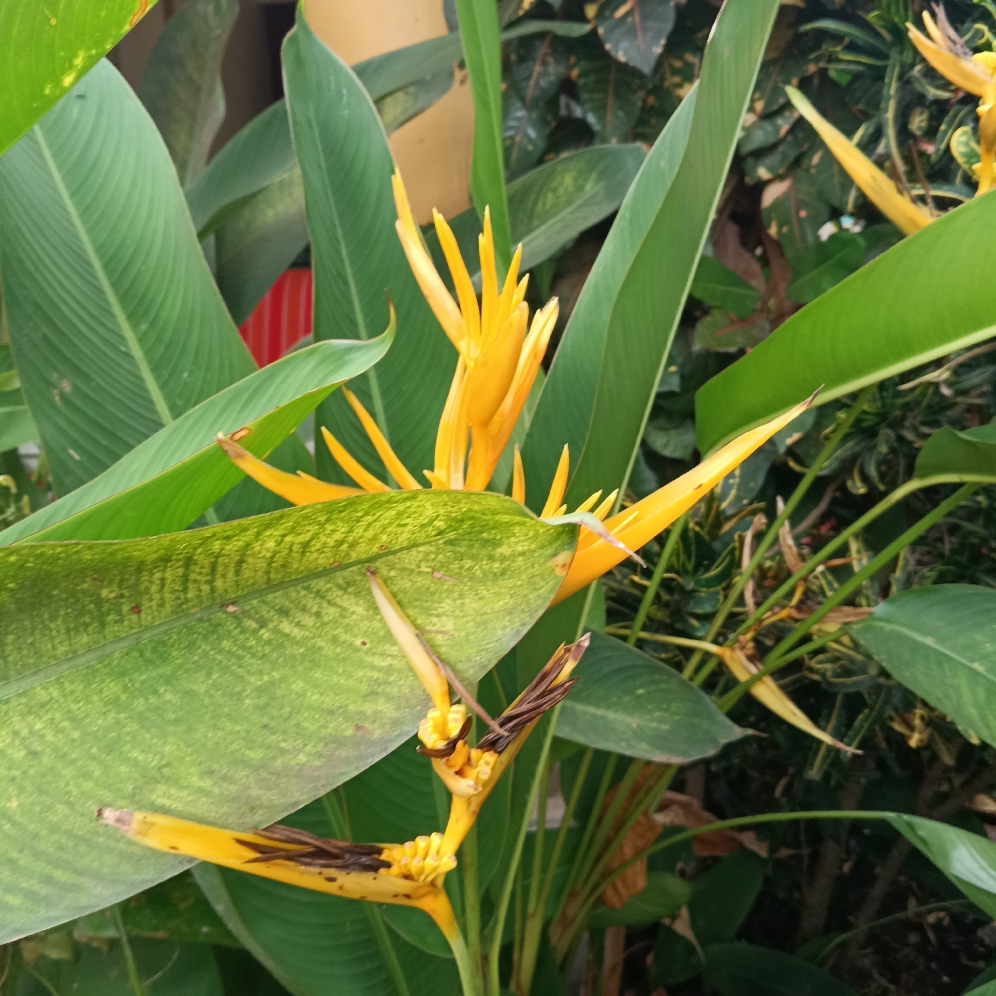 The image shows a cluster of Heliconia psittacorum flowers in full bloom, displaying vibrant yellow hues. The flowers are positioned amidst a dense collection of broad, green leaves, some of which exhibit variegation. The leaves appear to be from the same Heliconia plant, creating a lush, tropical aesthetic. The background reveals a mix of other plant life, contributing to a garden or natural setting. The image was captured in Anjuna, India.