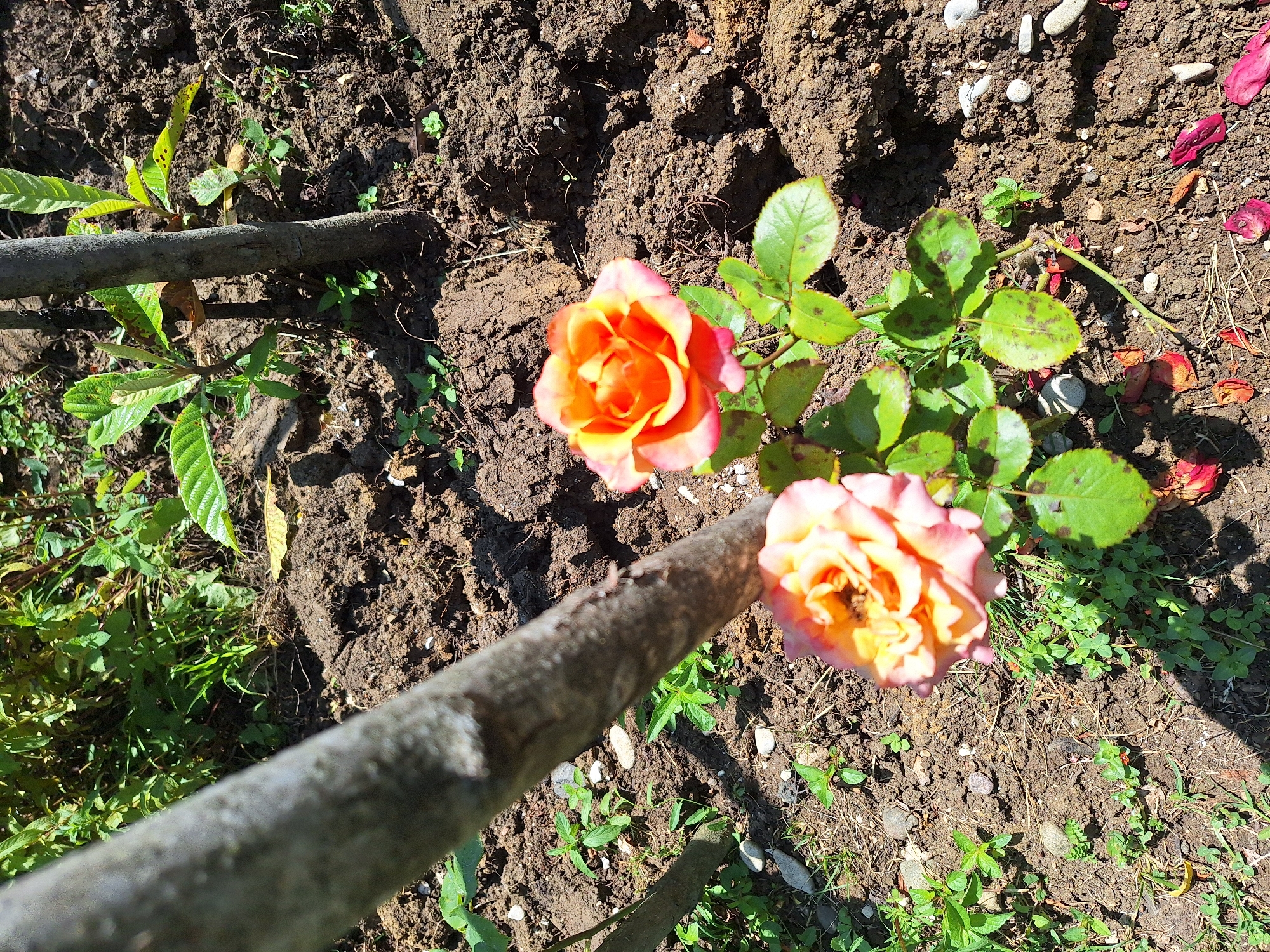 This image depicts a small rose bush with two blooming flowers, one in full bloom and the other partially open. The roses display a gradient of colors, transitioning from a vibrant orange in the center to a softer pink on the outer petals. The bush is situated in a garden bed with dark, loamy soil, interspersed with small white pebbles and fallen rose petals. Green foliage surrounds the rose bush, and a large, rough-barked tree trunk diagonally bisects the foreground, casting a shadow. The background shows more greenery and other tree trunks. The scene is bathed in bright sunlight, suggesting an outdoor setting in Zeda Sazano, Georgia. No people are present in the image, and the focus is solely on the natural elements of the garden.
