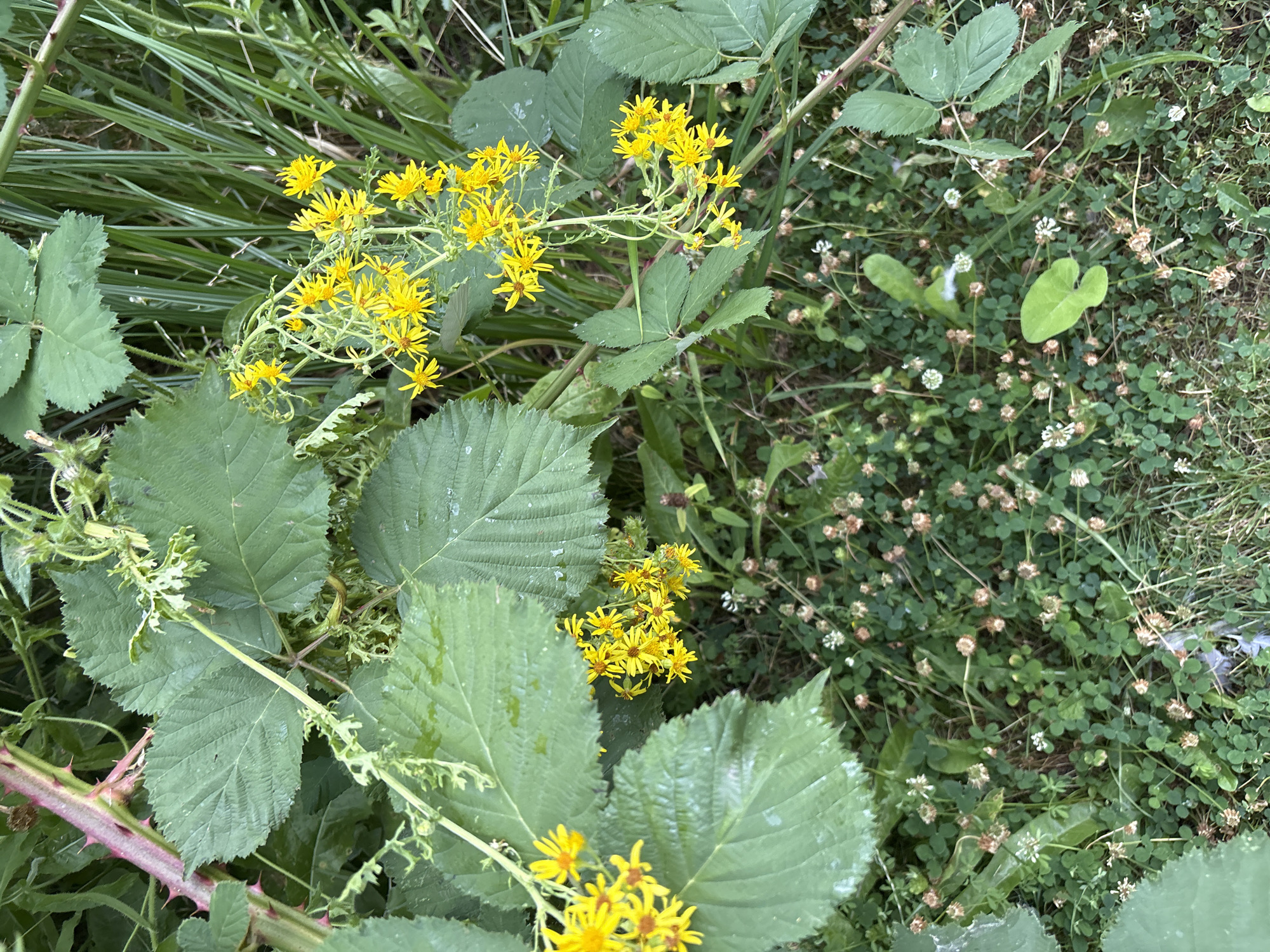 This image shows a close-up view of lush green foliage and bright yellow wildflowers. The focus is on a cluster of small yellow flowers with narrow petals, appearing to be a species of ragwort, growing on thin stems. These flowers are positioned amidst large, deep green leaves, some of which appear slightly wet. A thorny stem, possibly from a blackberry bush, is visible in the upper left portion of the image, its reddish-purple hue contrasting with the greens and yellows. The background is a dense mix of green grasses and other low-lying plants, including clover with small white and dried brown flower heads. There are no people or animals visible in the frame. The scene is set outdoors in a natural, overgrown environment. Without further information or context about Chelmsford, United Kingdom, it is not possible to determine the specific location within the city.