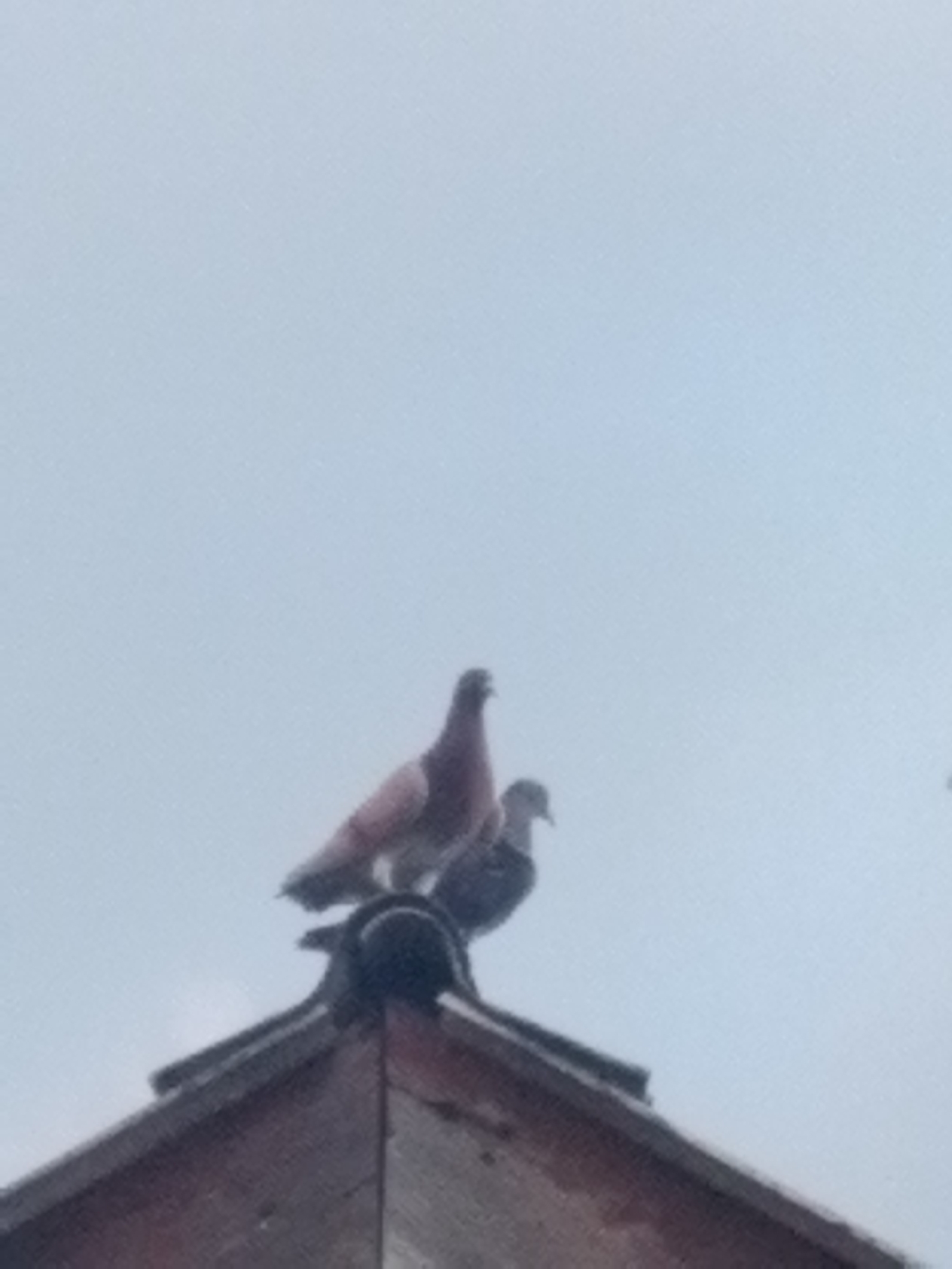 Two pigeons are perched on the roof of a building against a hazy sky. The pigeon in the foreground is a reddish-pink with gray wings and tail feathers. It is facing to the left. Behind and slightly to the right of the first pigeon is a second pigeon that appears darker in color, possibly gray or black. It is facing to the right. The roof appears to be made of dark tiles and is angled. The overall scene is somewhat blurry, suggesting it was taken from a distance or with a low-resolution camera. The image does not provide any specific landmarks or indicators to pinpoint its location within Bandar Lampung, Indonesia.