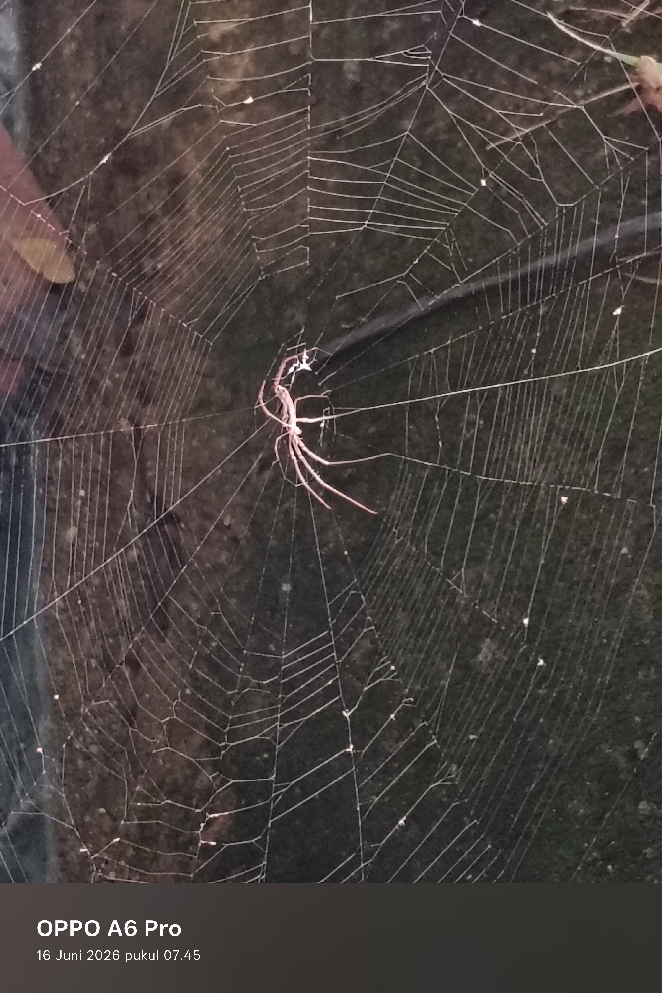A close-up, high-angle shot captures a delicate spiderweb spanning across a dark, textured surface, possibly a ground or wall. A small, light-colored spider is positioned near the center of the web, its legs extended. The intricate strands of the web are clearly visible, with some tiny specks, perhaps dew or dust, clinging to them. The background is blurred and dark, providing a stark contrast to the lighter web and spider. The bottom of the image displays text indicating "OPPO A6 Pro" and a date and time: "16 Juni 2026 pukul 07.45". The text suggests the image was taken in Lhokseumawe, Indonesia.