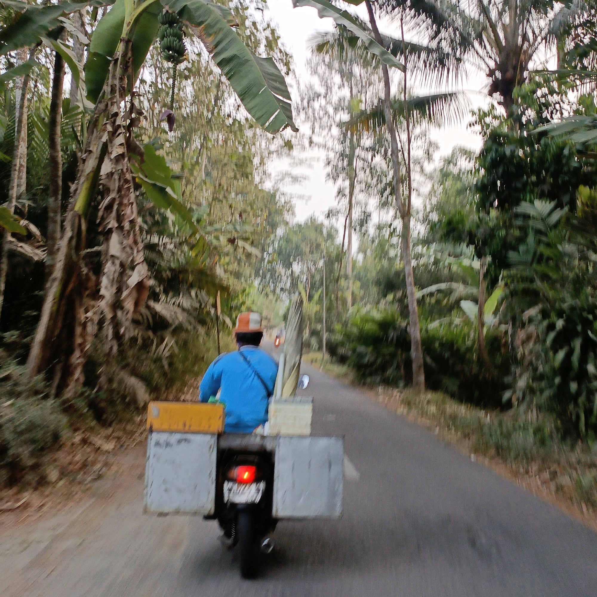 In Salatiga, Indonesia, a person wearing a blue shirt and a striped hat rides a motorcycle on a paved road through a lush, tropical environment. The motorcycle is equipped with metal cargo boxes on the rear, one of which is open. The boxes are likely used for transporting goods. The road is bordered by dense vegetation, including large banana trees and other tropical plants. The image captures a sense of movement, with the trees and foliage appearing blurred due to the motorcycle's speed. The sky above is overcast, casting a diffused light over the scene. A distant motorcycle's taillight is visible on the road ahead.
