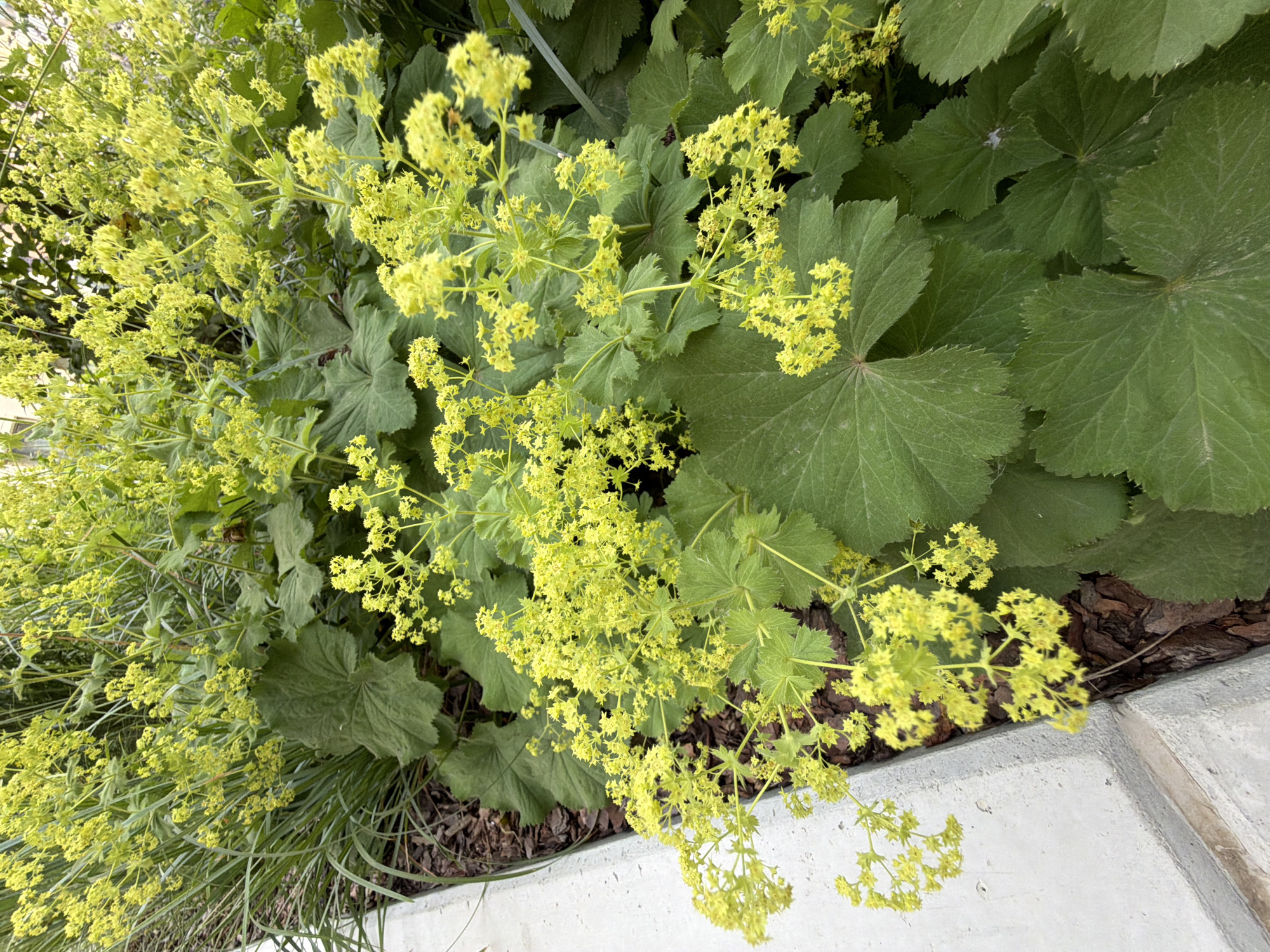 The image displays a close-up view of a garden bed featuring vibrant green foliage and clusters of small, delicate yellow flowers. The plants are lush and appear to be growing densely. Large, palmate leaves with serrated edges form the base of the plant, providing a rich green backdrop for the lighter green stems and yellow blooms. In the foreground, a portion of a light gray concrete structure, possibly a planter edge or a walkway, is visible along the left side of the frame. The background is filled with more greenery, suggesting a well-established garden. The scene is devoid of any people or animals. The overall impression is one of natural beauty and abundant growth in an outdoor setting. The image was captured in the city of Łódź, Poland.