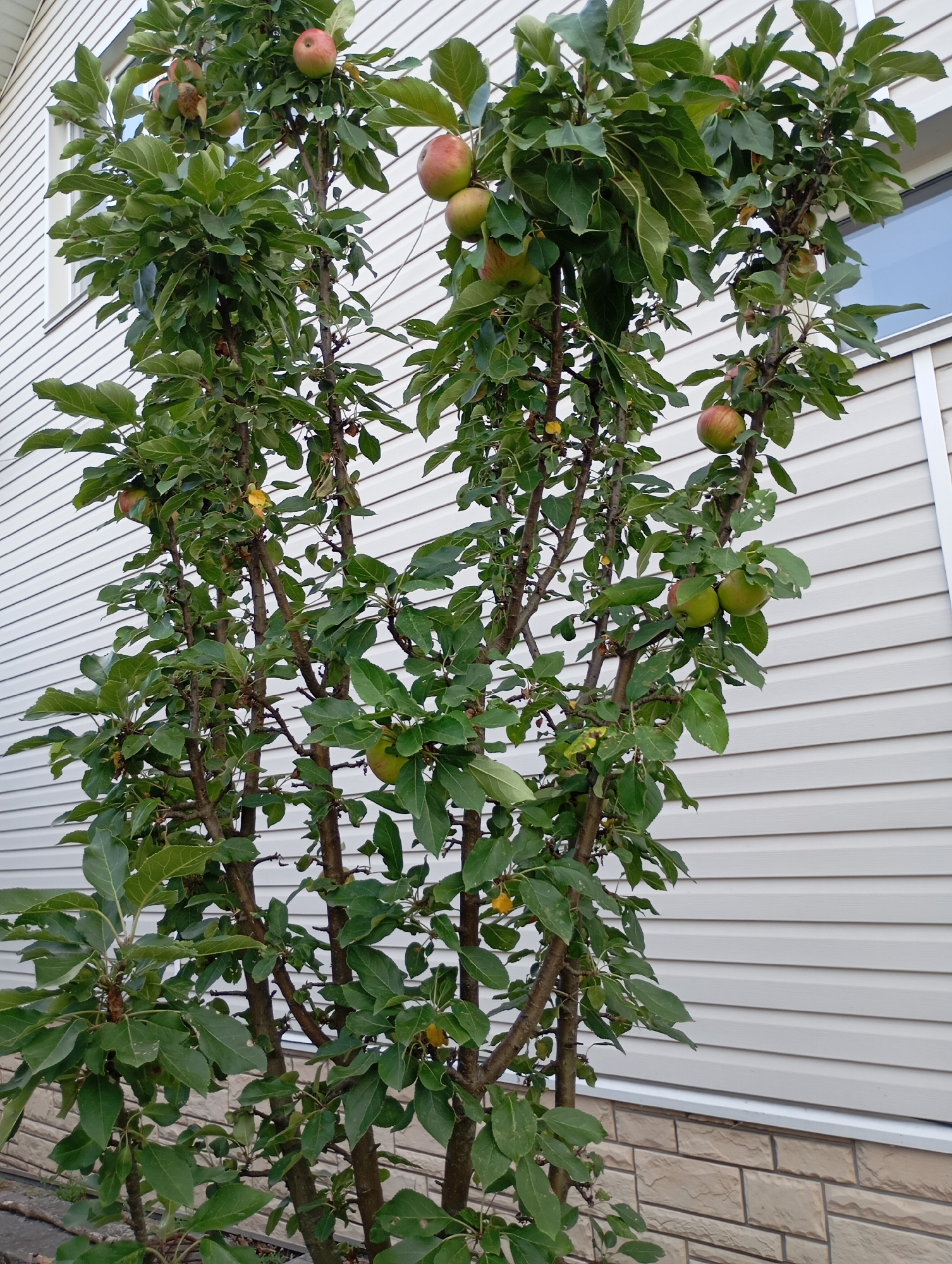 In the city of Horishni Plavni, Ukraine, a close-up shot captures a young apple tree with several ripe apples. The tree is positioned in front of a white vinyl-sided building, with a portion of a window visible on the upper left side. The lower part of the building is adorned with light brown brickwork. The apple tree itself is slender, with multiple branches reaching upwards, laden with green and red apples. The leaves are a vibrant green, with some signs of damage, possibly from insect activity. The ground in the foreground appears to be a mixture of soil and debris.