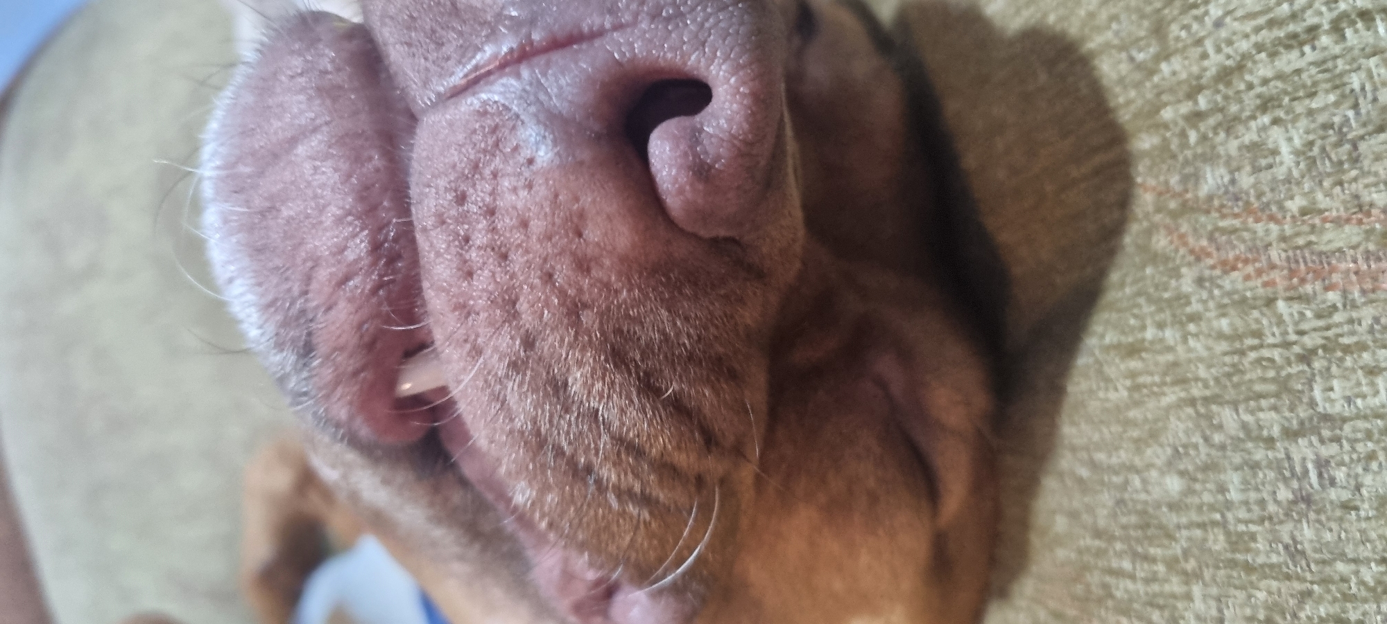 A close-up, rotated shot captures the snout and partial face of a reddish-brown dog, likely sleeping or resting. The dog's pinkish-brown nose is prominent, displaying its natural wet and textured surface, with one nostril clearly visible. A few fine whiskers (vibrissae) are visible around the muzzle, some appearing white against the darker fur. The dog's fur is short and dense. Hints of a light-colored tooth or gum are visible where the upper lip meets the lower lip on the left side of the frame. The background consists of a soft, textured fabric, possibly a blanket or couch, in a light beige or off-white color with faint woven patterns or stripes. Shadows suggest indoor lighting. The overall impression is one of peaceful rest. There is no visible text.