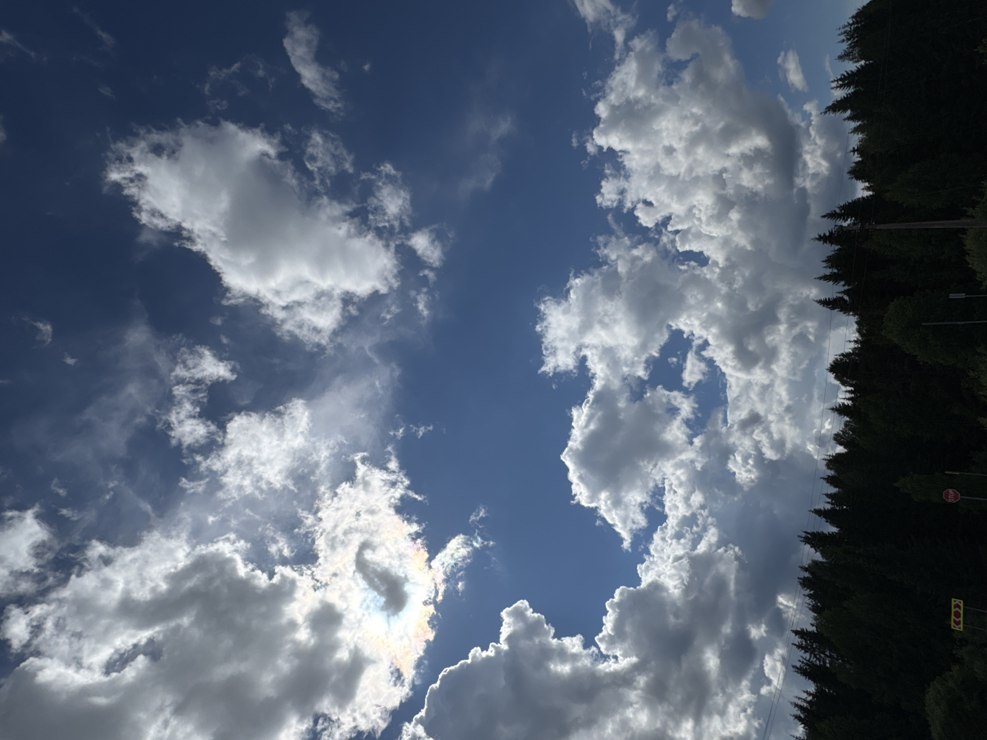 The image depicts a cloudy sky above a dense forest. The sky is a deep blue, with large, fluffy white clouds dominating the upper portion. Sunlight breaks through some of the clouds, creating a bright, almost iridescent effect. In the distance, the silhouettes of numerous coniferous trees form a dark, uniform line against the brighter sky. The foreground shows a hint of foliage and what appear to be road signs, suggesting a roadside or natural landscape near a developed area. The overall impression is one of a natural, possibly rural setting on a bright but overcast day. There are no people visible in the image.