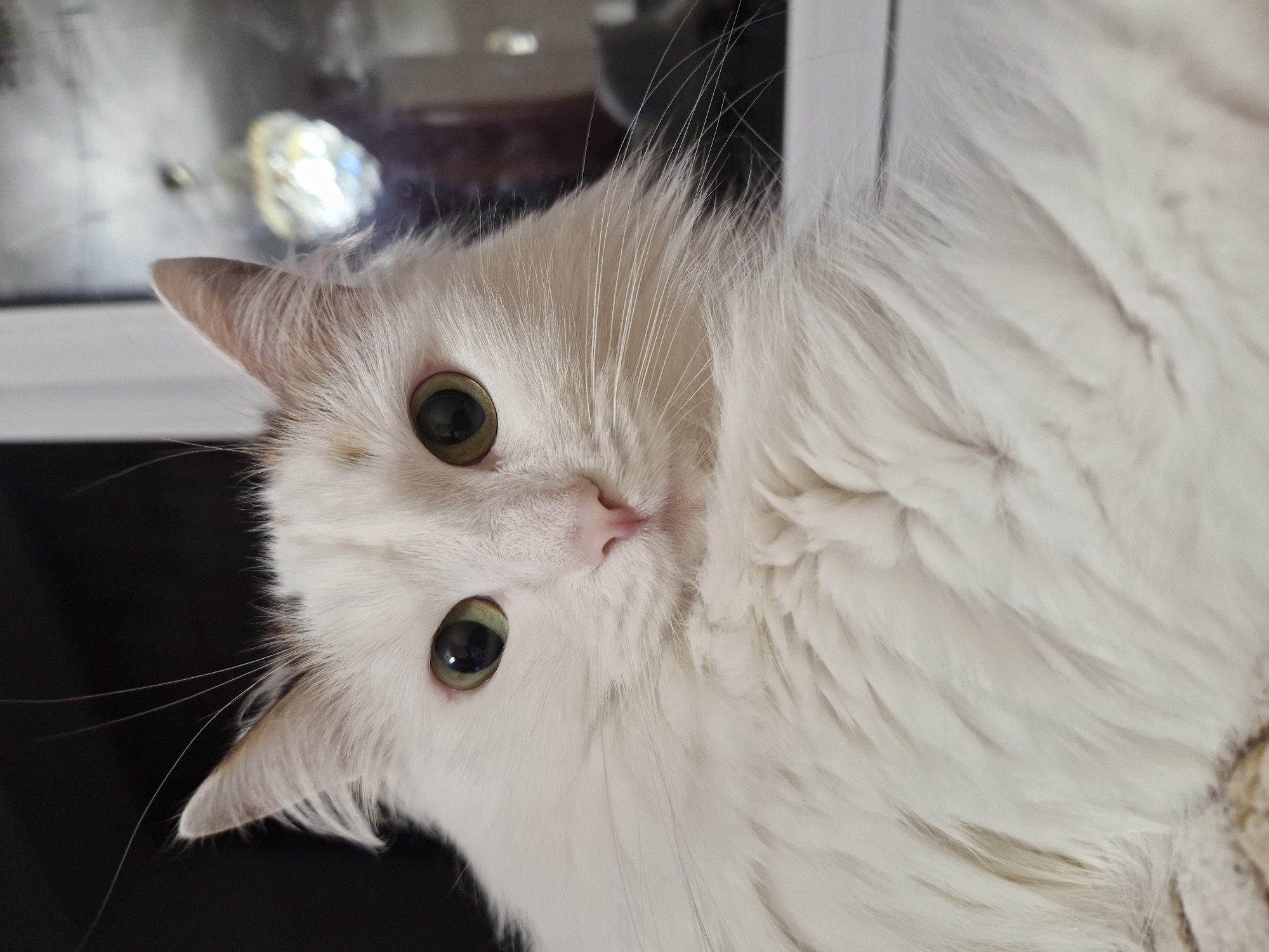 This media file presents a close-up portrait of a fluffy white cat, captured in Yekaterinburg, Russia. The cat has striking green-yellow eyes with dark, dilated pupils and a delicate pink nose. Its long, pristine white fur covers its head and body, with prominent, fine white whiskers extending from its snout. Subtle, light brown or ginger markings are visible near one of its ears.
The cat's head is tilted, and it looks directly into the camera with an alert and curious expression. The background is extremely blurred and out of focus, featuring indistinct bright shapes and reflections, which suggest an indoor setting, possibly near a window or reflective surface. The specific time of day and weather are not discernible from the image. No visible text is present.