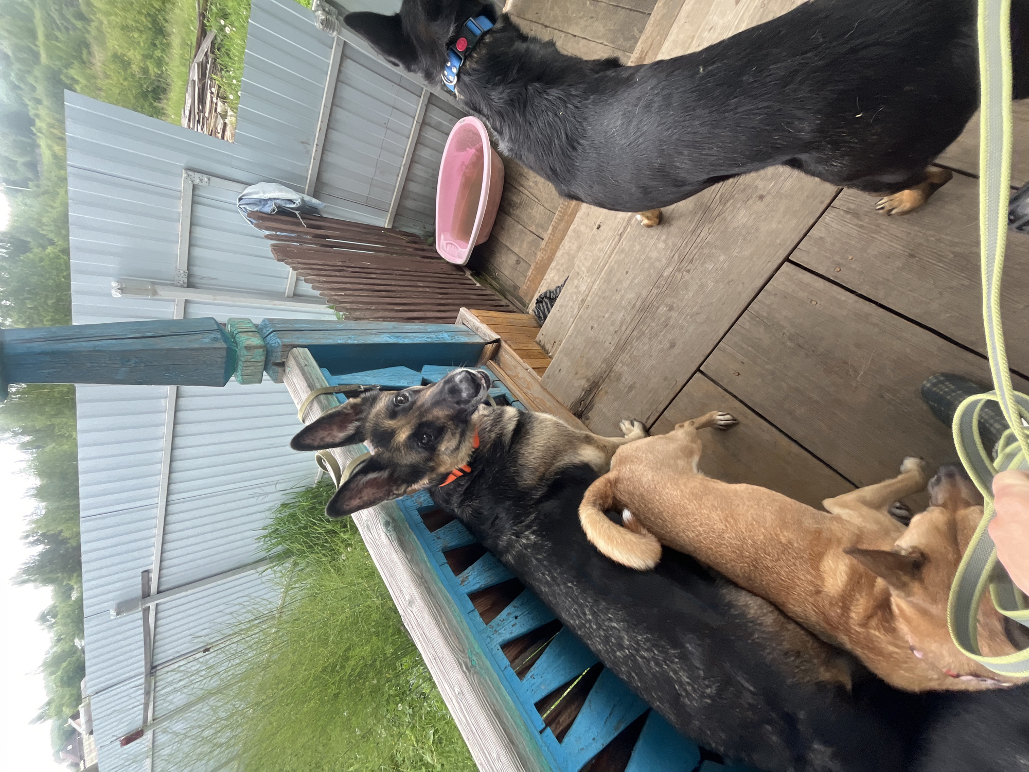 The image depicts an outdoor scene on a rustic wooden porch or deck, located at a residence in Nizhny Tagil, Russia. The setting is characterized by weathered wooden structures and a natural, verdant background under an overcast sky.
In the foreground and midground, three dogs are present. On the far left, a German Shepherd-type dog, exhibiting black and tan/sable markings and erect ears, sits facing slightly right, looking towards the viewer with an attentive expression, its mouth slightly ajar. It wears a bright orange flat collar and leans against a weathered wooden railing painted bright blue, which features decorative cutouts. Resting closely beside this dog, a smaller, light brown, short-haired dog with erect ears and a subtle collar is partially visible, facing away from the camera, with its light-colored, curled tail prominently displayed. In the lower left corner, a fair-skinned left hand is visible, holding a lime-green and grey striped leash, indicating human presence.
On the right side of the frame, a third dog, a large black, short-haired canine with a blue collar, stands on the wooden steps, facing away from the camera, looking towards the background. Its hindquarters and back are visible, along with its right rear paw on a step. A light-colored object, possibly a bone or toy, lies on the step near its feet.
The porch itself is constructed from natural, weathered wooden planks. The blue railing on the left is supported by a thick, painted wooden post. Further to the right on the wooden steps, a pink plastic tub, partially filled with water, is situated near a crumpled piece of dark fabric or clothing.
The background consists of a light-grey corrugated metal fence, showing signs of wear and supported by visible wooden cross-bracing. One section of this fence on the right appears to be angled or damaged, revealing a gap behind it. A light-colored garment (possibly jeans) hangs from a wooden support on the fence. Beyond the fence and wooden structures, dense green foliage, including tall grass and distant trees, forms a lush natural landscape under a bright, overcast sky. A small, distant building roof is faintly visible above the fence on the far left.