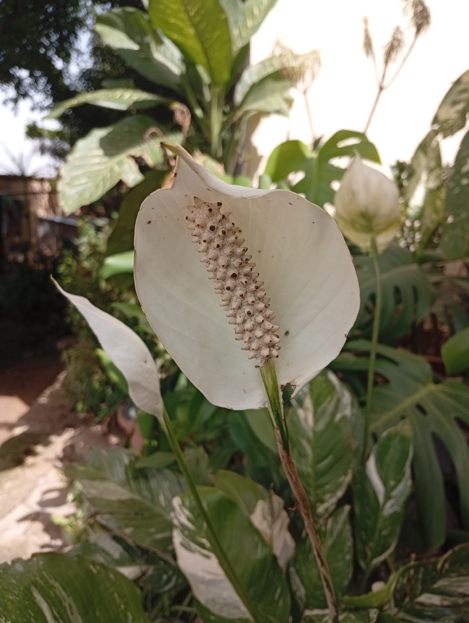 The image displays a close-up view of a white Peace Lily flower (Spathiphyllum) in a garden setting. The flower's spathe, a modified leaf that resembles a petal, is a prominent white, curving around a spadix covered in tiny, bead-like structures. The background consists of lush green foliage, including large, distinctive leaves of a Monstera plant, and other leafy green plants. The lighting suggests an outdoor environment, possibly during the daytime, with dappled sunlight filtering through the leaves. The overall scene conveys a sense of natural beauty and tranquility. The location is identified as Gura Top, Nigeria.