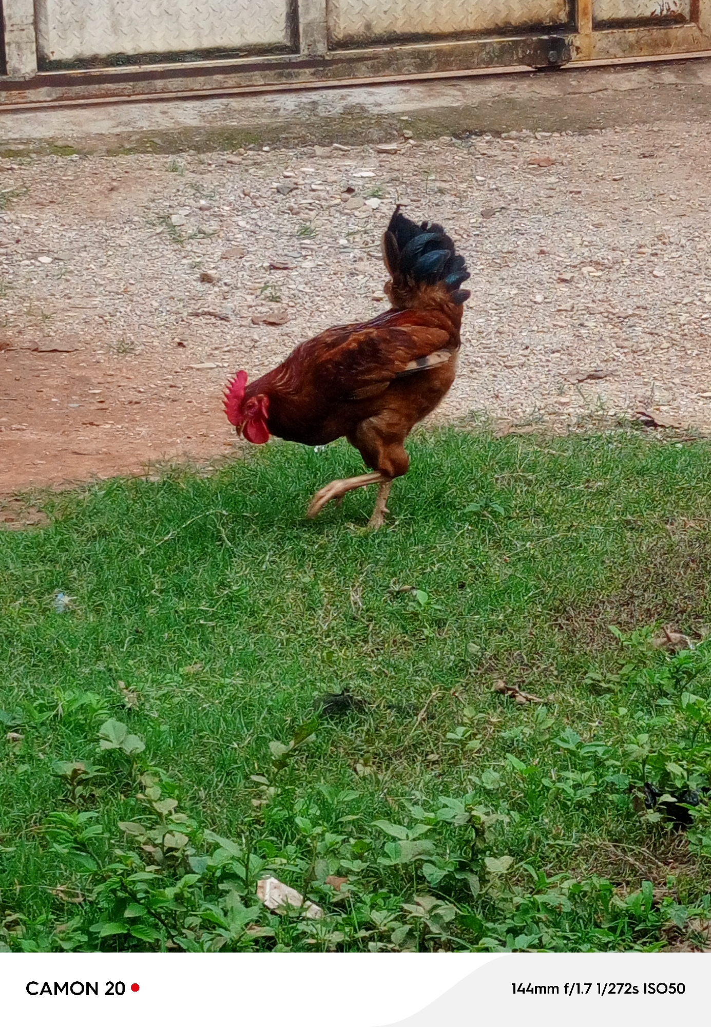 A brown rooster with a red comb and wattle is walking on a patch of green grass. The rooster is facing to the left and appears to be in motion, with its left leg extended forward. Its tail feathers are dark and iridescent. Behind the rooster, there is a ground covered with gravel and small stones, and further in the background, a metal gate or fence is visible. The overall setting suggests an outdoor environment, possibly a rural or semi-urban area. The lighting indicates it is daytime, with no strong shadows to suggest a specific time. The image is a photograph. Visible text at the bottom of the image reads "CAMON 20" with a red dot, and "144mm f/1.7 1/272s ISO50" which are camera settings. The location context is Takau, Nigeria.
