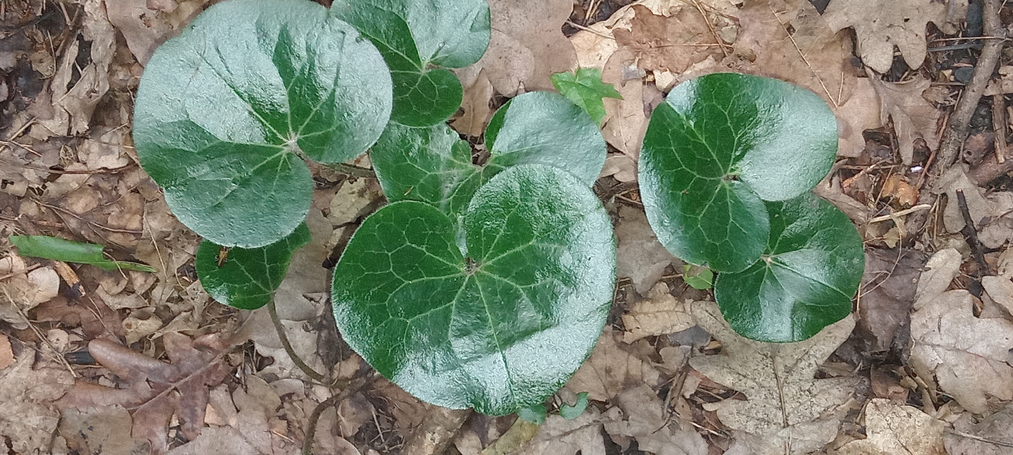 A patch of vibrant green heart-shaped leaves with prominent venation lies on a forest floor covered in dry, brown oak leaves. The leaves are glossy and appear to have water droplets on their surfaces. The background consists of the scattered remains of fallen leaves, twigs, and some pine needles. A few smaller, lighter green leaves are visible amongst the brown debris. The scene is static and outdoors, suggesting a natural environment. The location is a forest floor in Koviahy, Ukraine.