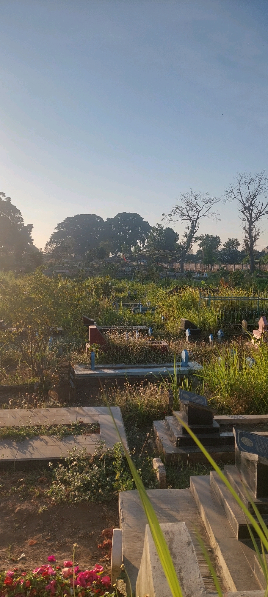 The image depicts a cemetery under a clear, pale blue sky, likely captured in the early morning or late afternoon due to the soft, natural lighting. The cemetery is densely populated with graves, many of which are marked by tombstones of various shapes and sizes, some appearing to be made of concrete and others of darker stone, possibly granite. The graves are mostly unadorned, with some exceptions of flowers, specifically vibrant pink and red blossoms visible in the foreground.
The landscape is characterized by a mix of overgrown grass, weeds, and some scattered trees. Tall, dry grasses are prevalent, creating a somewhat wild and unkempt appearance. In the background, a cluster of large, mature trees, some with sparse foliage, dominate the skyline, suggesting a location with established vegetation. There is a fence visible in the middle ground, and what appear to be structures for shade or support in the distance. The overall impression is one of a peaceful, yet somewhat weathered, burial ground. The specific location in Lumajang, Indonesia, is not explicitly identifiable from visual cues within the image alone, as cemeteries share common characteristics globally. However, it is likely a public or established cemetery within the city.