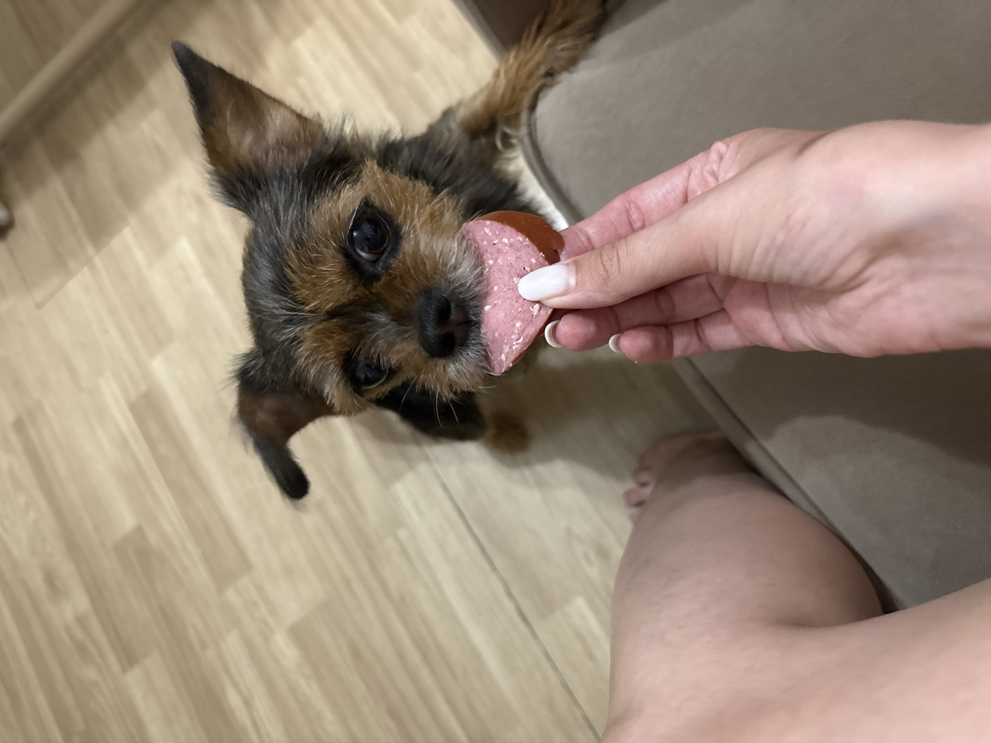 A small, brown and black terrier dog is facing upwards, its mouth slightly open as it anticipates eating a slice of sausage held in a fair-skinned human hand with manicured white nails. The sausage is round and pink. The scene takes place indoors with light brown wood flooring and a beige sofa. Part of the human's leg and foot are visible in the lower right corner. The location is not determinable from the image.