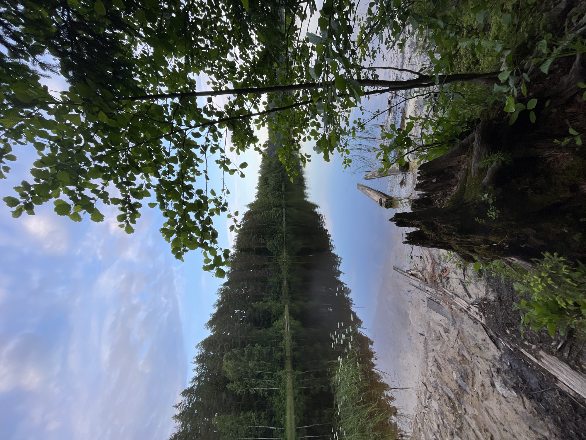 The image depicts a serene natural landscape at the edge of a lake, likely in the vicinity of Roshchino, Russia. The foreground is characterized by a sandy, damp shore with scattered debris, including weathered wooden planks and a large, moss-covered tree stump. Emerging from the water are tall green reeds and two submerged logs.
The lake itself is calm and reflects the surrounding environment, including the dense pine and birch forest that lines the opposite shore. The water has a dark, glassy surface, with a few scattered lily pads visible.
The sky above is a soft blue, partially obscured by streaks of white and grey clouds, suggesting either early morning or late evening. Lush green foliage from trees and undergrowth frames the scene, particularly in the right foreground and mid-ground, partially obscuring the view of the lake and forest. The overall impression is one of natural tranquility and untouched wilderness. There are no people or animals visible in the image.