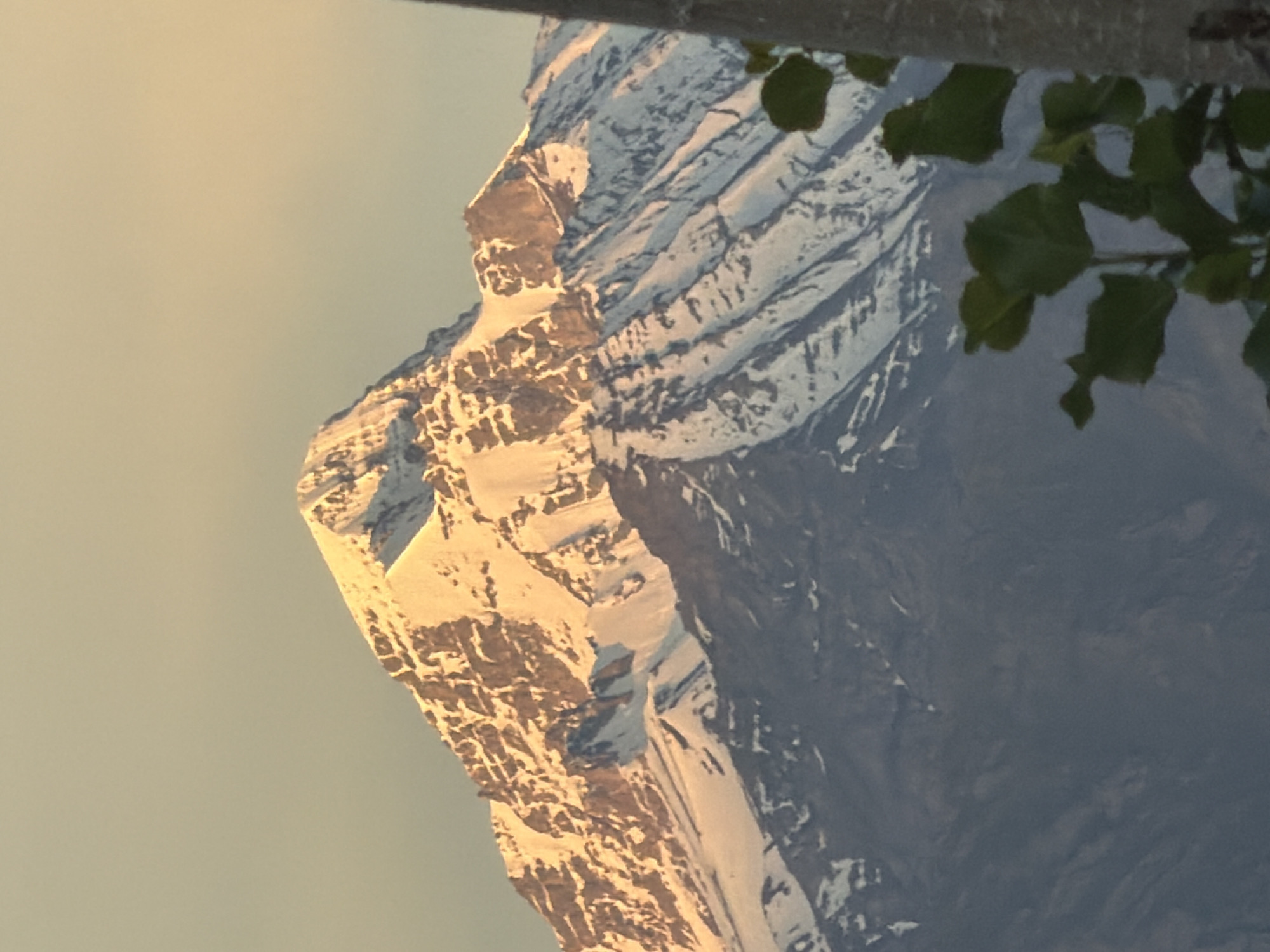 The image captures a majestic, snow-capped mountain peak, likely Stok Kangri, illuminated by the warm, golden hues of either sunrise or sunset. The mountain's rugged slopes are dusted with snow, creating a stark contrast between the shadowed crevices and the sunlit ridges. Below the snowline, the mountain transitions to darker, rocky terrain. In the foreground, a portion of a tree trunk and lush green leaves are visible, suggesting the vantage point is from a lower elevation. The sky above is a pale, serene gradient of soft yellow and light blue, indicative of the dawn or dusk light. The image does not depict any people or specific urban elements of Leh, India, but rather a natural landscape in its vicinity.