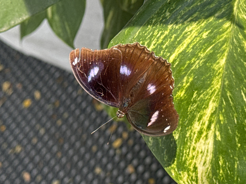 A close-up captures a brown butterfly perched on a variegated green leaf. The butterfly's wings feature small white and iridescent blue spots. One wing appears slightly damaged along the edge. The background is blurred, showing more of the leaf and a mesh surface. The focus is sharp on the butterfly, highlighting its delicate features and the leaf's texture.