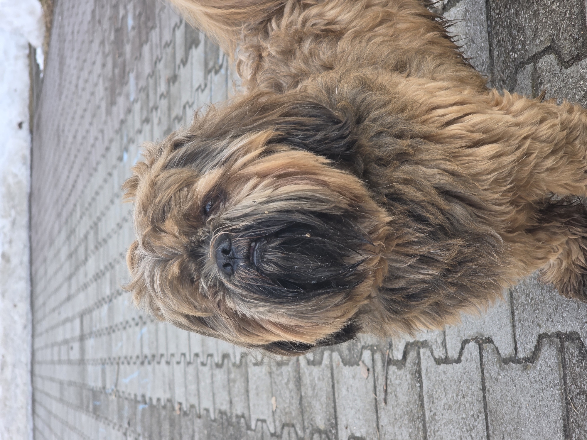 A brown and tan shaggy-haired dog, possibly a Shih Tzu or similar long-haired breed, is depicted in a medium shot, standing on a paved surface in the city of Chaikovsky, Russia. The dog faces the camera, its dark eyes partially obscured by its extensive facial fur. The fur around its muzzle and beard appears wet and contains small specks of light-colored debris. Its coat is generally unkempt, with some darker brown and black fur mixed with the predominant brown and tan hues. The fur on the lower body and legs appears damp or slightly matted. The ground consists of grey interlocking pavers featuring a distinctive wavy or zig-zag pattern along their seams. In the background, patches of melting snow or slush are visible on the ground, along with areas of bare earth, indicating a cold weather environment. A few dry, brown leaves are scattered on the paved surface.