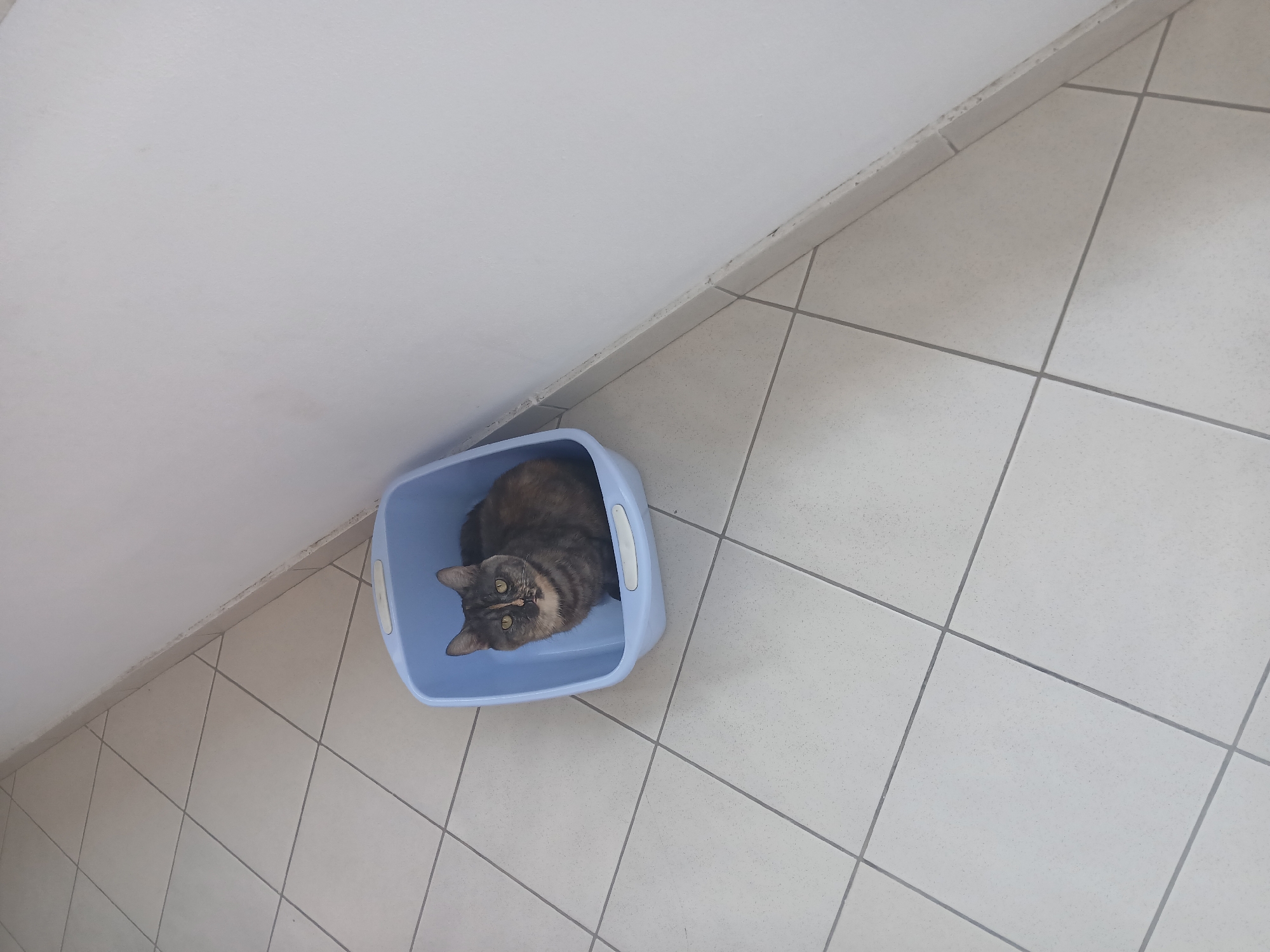 A tortoiseshell cat with green eyes sits in a light blue plastic litter box. The litter box is on a tiled floor made of square, off-white tiles with gray grout lines. The litter box is positioned in the corner where two walls meet, one of which is painted white. The scene is indoors, likely in a residential setting in Mëzez, Albania.