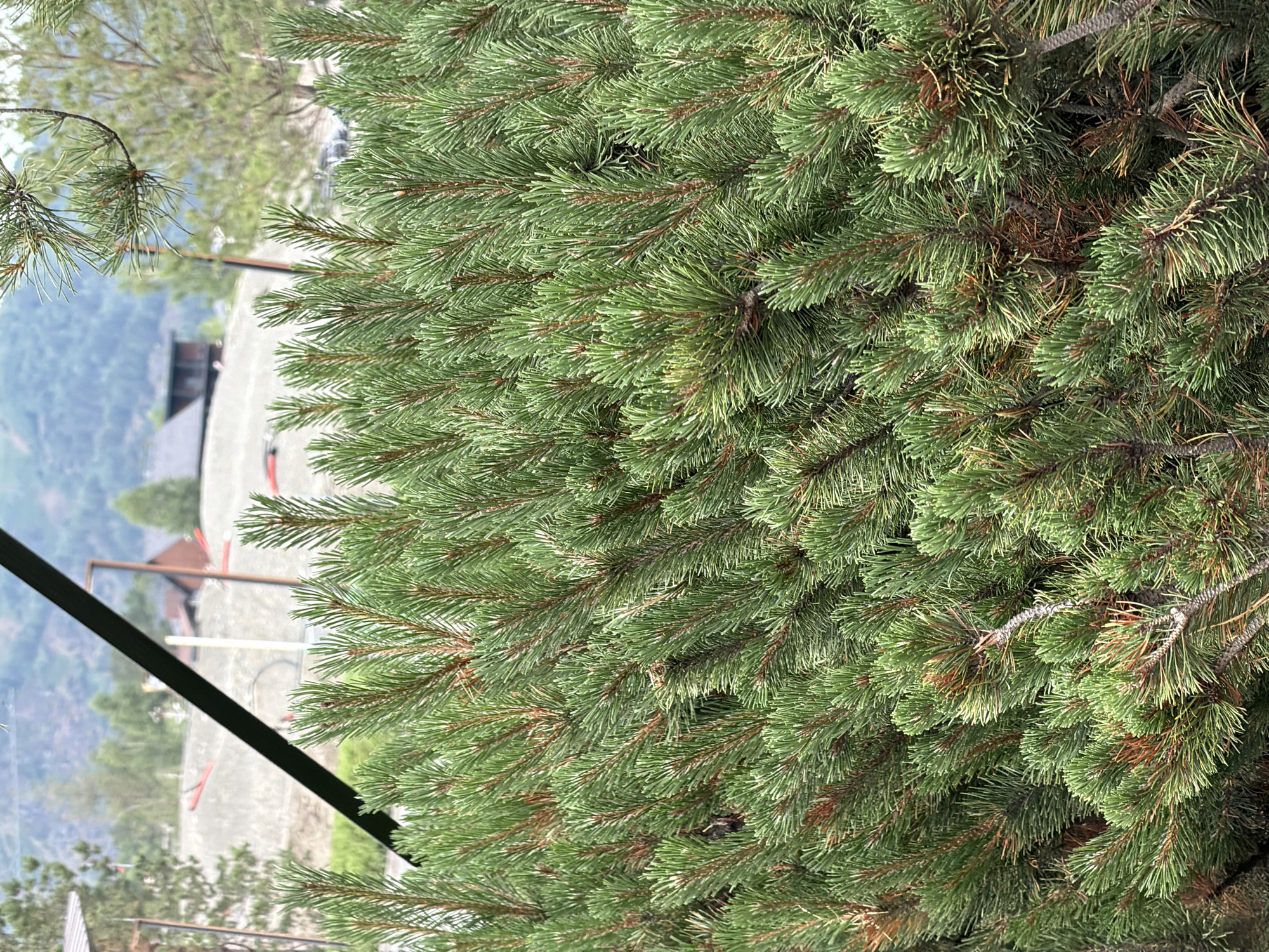 The image shows a close-up view of dense green pine branches in the foreground. In the background, there are blurred shapes of buildings and a hillside covered with construction or landscaping materials. The sky appears overcast. A dark diagonal line, possibly a railing or beam, cuts across the upper left portion of the image. The overall setting suggests an outdoor environment, likely in a mountainous or hilly region, possibly a construction site or a developing area.