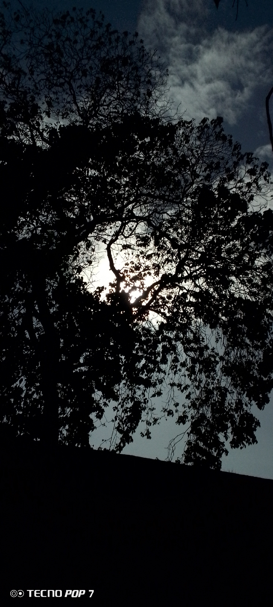 The image shows a silhouette of a large tree against a cloudy sky, with the sun appearing to shine through the branches. The foreground is dark. "TECNO POP 7" is printed in the bottom left corner. The location is Altagracia, Venezuela.