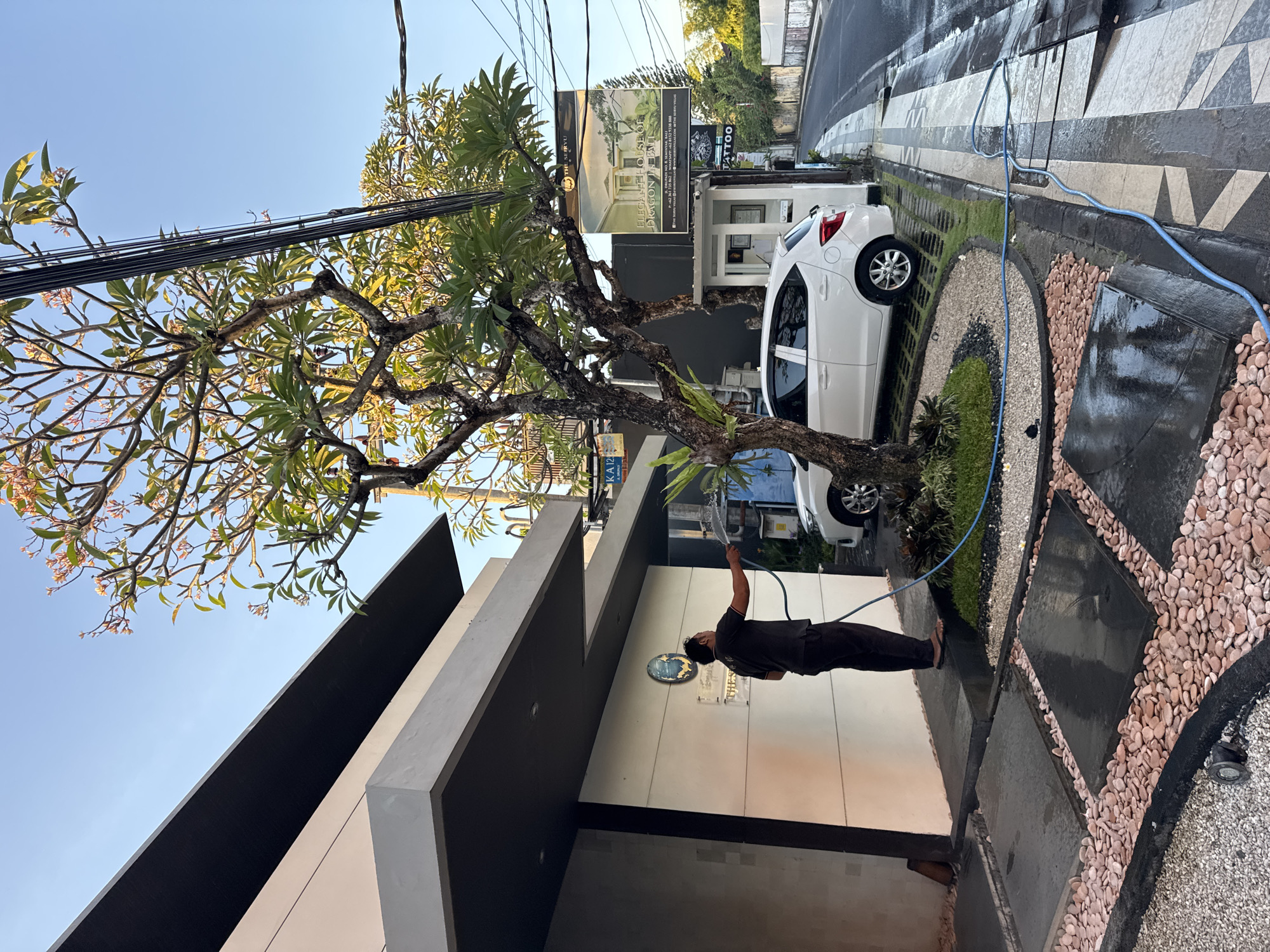 A person is watering a tree and the surrounding landscaping with a blue hose. The tree is located on the side of a modern building. A white car is parked in the driveway. A sign for "Elegant house of dragon in Bali" is visible in the background. The location is in Kuta, Indonesia. There are power lines above the tree. The landscaping around the tree consists of pebbles, grass, and black tiles.
