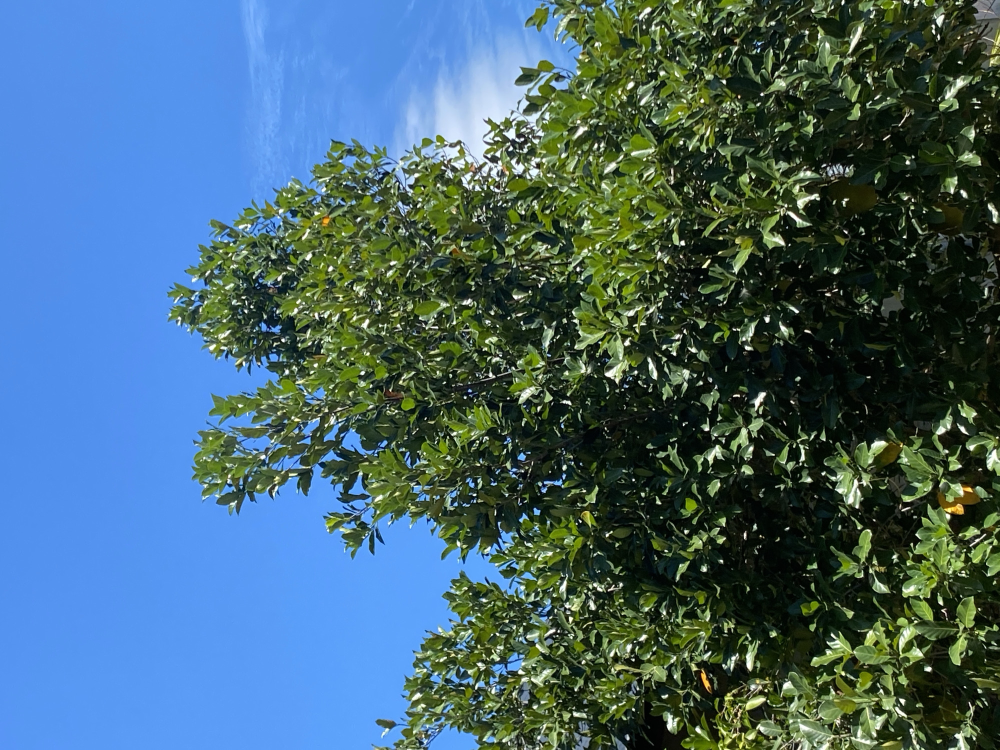 A full-frame, eye-level, outdoor, daytime, close-up shot captures the dense, vibrant green foliage of a mature tree against a brilliant, cloudless blue sky. The leaves are lush and abundant, with many branches and twigs visible beneath the surface, creating a rich texture. Some hints of orange or yellow from unseen fruit or flowers are subtly present within the foliage. The overall impression is one of healthy, thriving nature.
