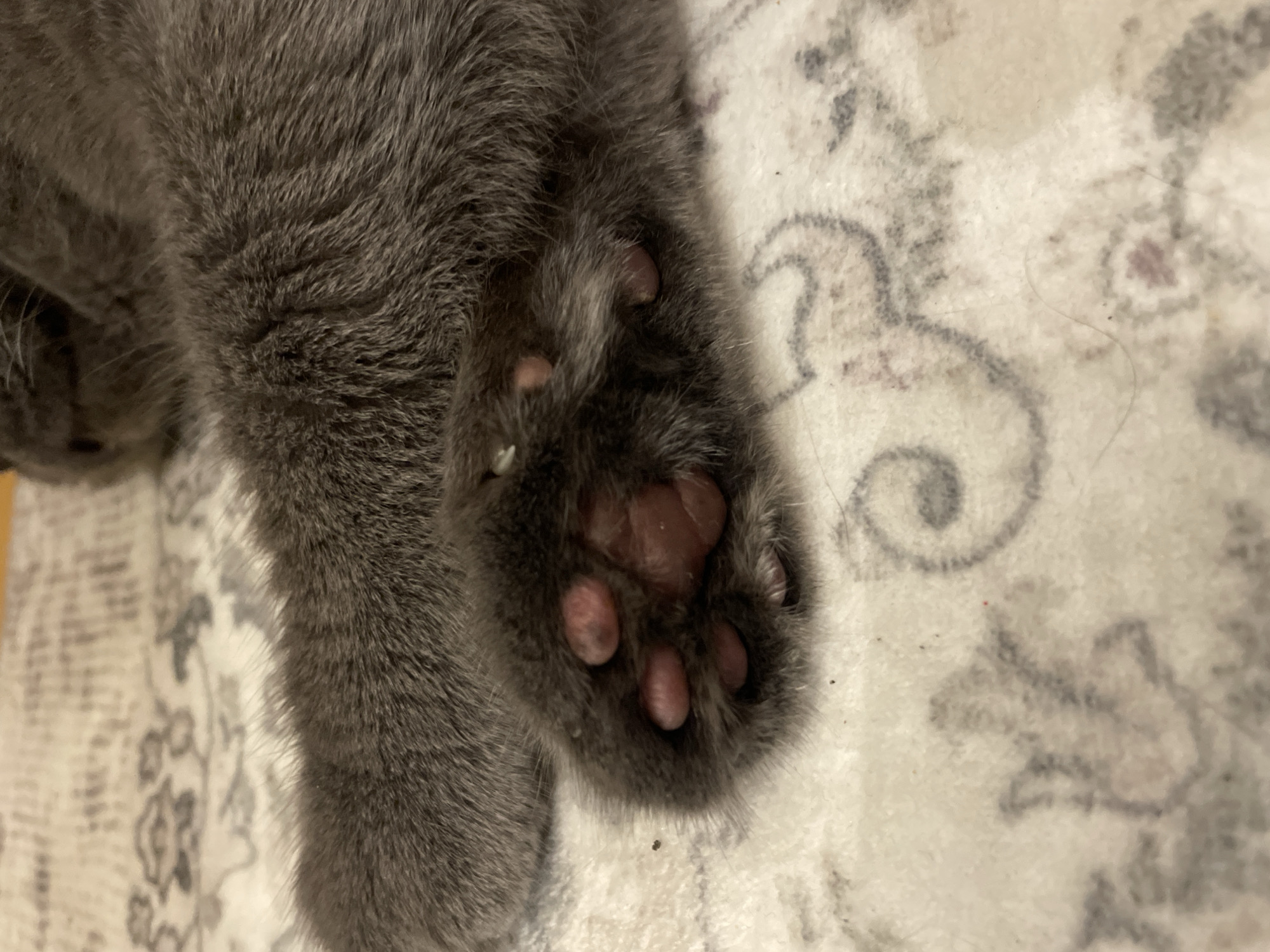 A close-up, overhead shot focuses on the gray paw of a domestic cat resting on a cream-colored blanket with a faint pattern of dark gray swirls. The paw is relaxed, revealing its pink toe pads, some of which appear slightly darker or smudged. The fur around the paw is dense and gray, blending into the background of the blanket. There are a few small, dark specks, possibly dirt or lint, scattered on the blanket near the paw. The lighting is soft, casting subtle shadows and highlighting the texture of the fur and the paw pads. The image is cropped tightly, showing only the paw and a portion of the cat's leg and the blanket.