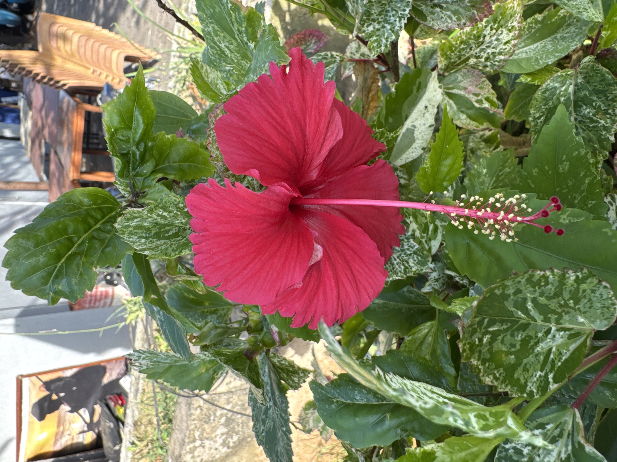 A medium-angle, natural light shot reveals a red hibiscus flower surrounded by green and variegated leaves. The flower is in full bloom, displaying a prominent stamen. The leaves show a pattern of green with white or light green variegation. In the background, partially visible, is a wooden chair or structure, suggesting an outdoor setting. The scene is suggestive of a tropical or subtropical environment. No people are visible. The location is presumed to be Kuta, Indonesia. Other objects in the periphery include what looks like a painting on the ground, and possibly part of a vehicle wheel. The focus of the image is the hibiscus flower and the surrounding foliage.