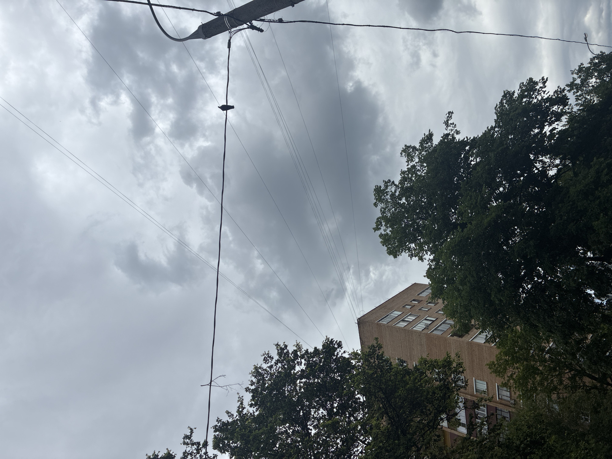 The image shows an outdoor scene with a cloudy sky. In the foreground, on the left side, is a tall, multi-story brick apartment building with visible windows. Partially obscuring the building and occupying the lower portion of the frame are large, leafy green trees. Several overhead power lines are strung across the sky. On one of these power lines, a single dark bird is perched. To the right of the bird, a portion of a utility pole with attached wires is visible. The overall impression is an urban or suburban environment under overcast weather conditions. The context provided suggests the location is the city of Khimki, Russia.