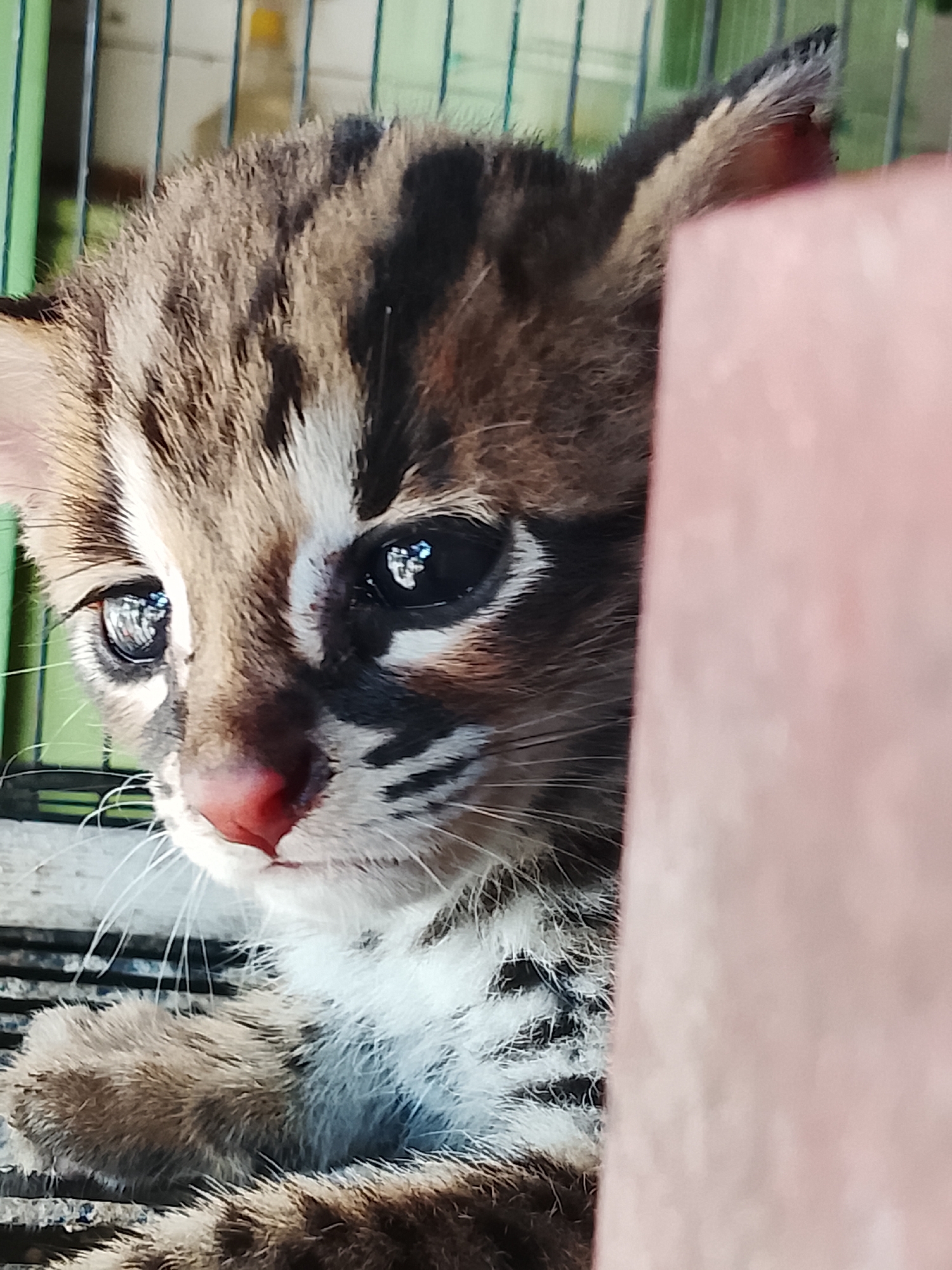 An extremely close-up, low-angle shot captures a very young wild cat kitten in Kuta Trieng, Indonesia. The kitten, appearing to be behind a pale pink object on the right side of the frame, is looking to its left with large, dark eyes that reflect the ambient light. Its fur displays a tabby pattern of brown, black, and white. The kitten's nose is a vibrant pink, and it has long white whiskers. Its ears are pointed and have dark markings. The background is blurred but suggests a cage-like structure with vertical green bars and horizontal elements. The kitten's paws are visible at the bottom of the frame, and its chest shows a white patch with dark streaks. The lighting is bright, highlighting the textures of the kitten's fur and the sheen in its eyes.