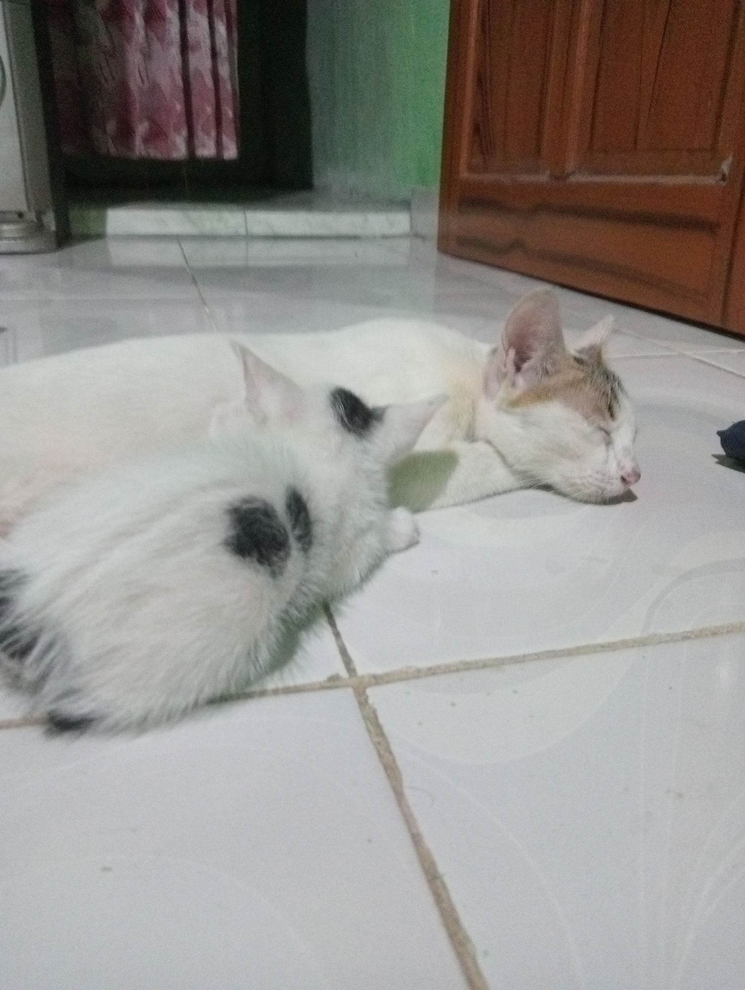 In Kota Negara Timur, Indonesia, two cats are asleep on a tiled floor. The larger cat, predominantly white with some tan markings on its head and back, is lying on its side with its eyes closed and head resting on its paws. Beside it, a smaller kitten, also mostly white with prominent black spots on its back and hindquarters, is curled up. The background shows a wooden door and a portion of a red curtain. The lighting suggests an indoor environment, likely a home, given the domestic setting of the sleeping felines.