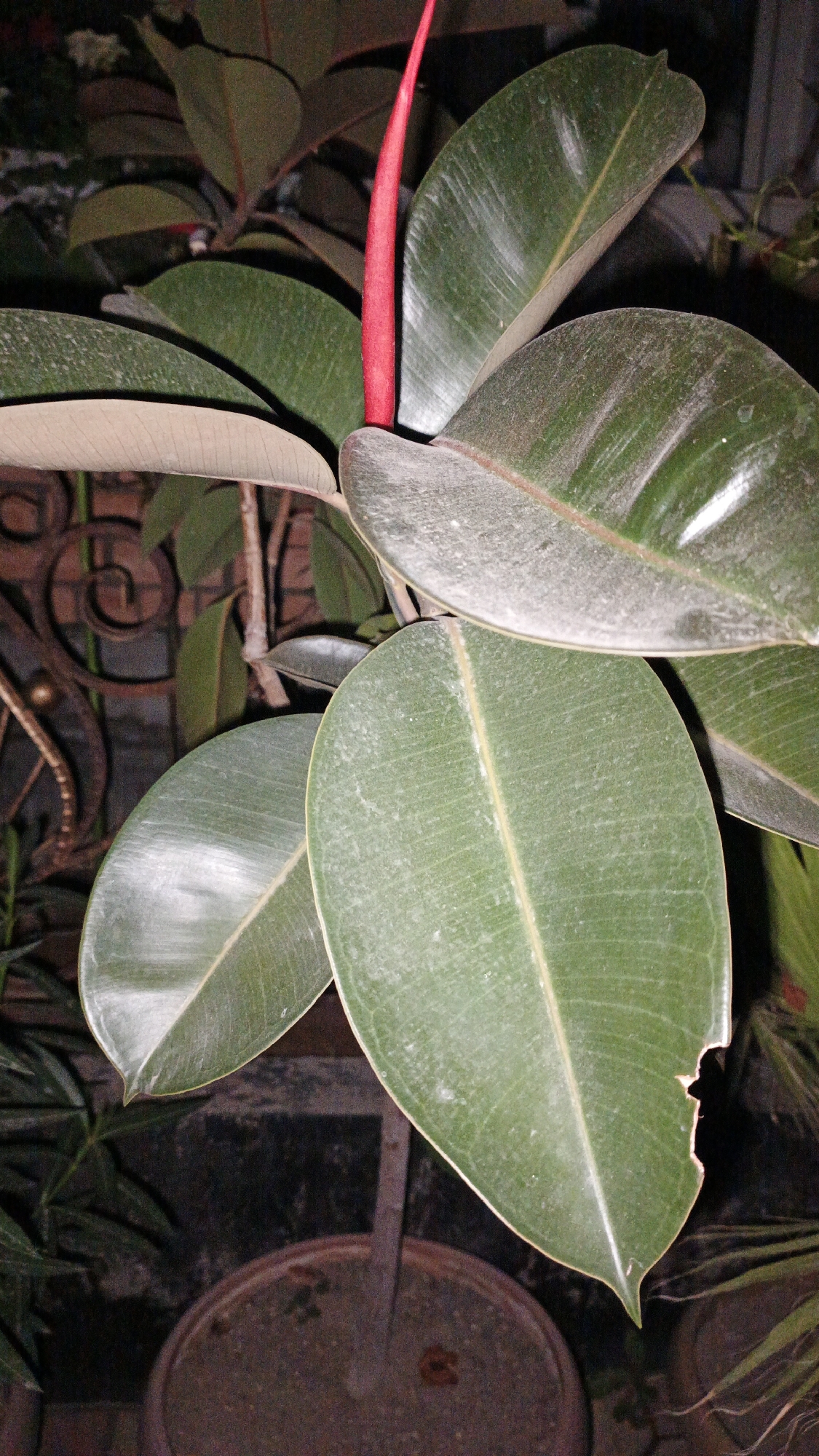 A close-up, low-angle shot captures a rubber tree plant with large, deep green leaves in what appears to be an indoor setting, possibly Kadamjay, Kyrgyzstan. A vibrant red, pointed bud or new leaf emerges from the center of the plant, contrasting with the mature foliage. The leaves are coated in a visible layer of dust, indicating a need for cleaning. The plant is in a terracotta pot, partially visible at the bottom of the frame. In the background, a dark, ornate metal grate or fence is present, along with other greenery. The lighting is dim, suggesting it was taken in low light conditions, possibly at night.