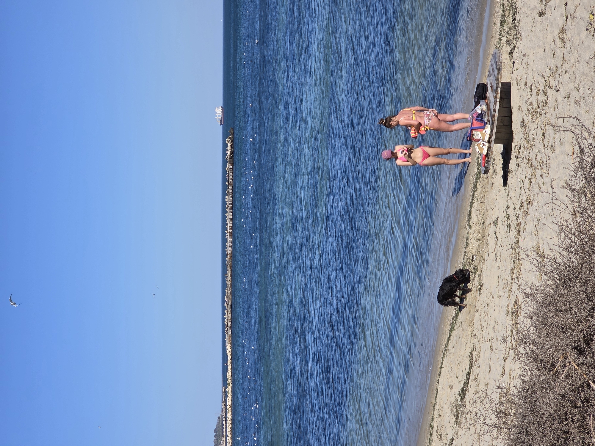 The image depicts a sunny beach scene. In the foreground, two women in swimwear stand near a wooden beach platform with personal items. One woman wears a pink bikini and a cap, while the other wears a floral-patterned bikini and orange arm floaties. A black dog stands on the sand near the water's edge. The sea extends into the middle distance, where a long pier or breakwater stretches along the horizon, and a cargo ship is visible. The sky is clear blue. The beach is sandy with some scrub vegetation on the right side. This scene likely takes place in Varna, Bulgaria, given the context of the request.