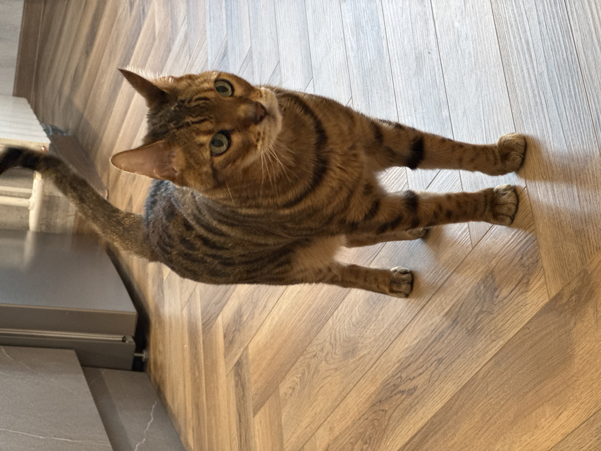 A high-angle, close-up shot captures a domestic short-haired cat, likely a Bengal or similar breed, looking directly upwards at the camera with an alert and curious expression. The cat has striking golden-brown fur with prominent dark brown and black tabby stripes and spots across its body and tail. Its eyes are a vibrant green, wide open and focused. Its ears are perked, and whiskers are visible around its snout.
The cat is positioned on a light brown wooden floor, which features a distinct herringbone pattern. Its front paws are extended slightly forward, while its hind legs appear tucked underneath its body. On the left side of the frame, a segment of a modern, dark grey surface is visible, possibly part of a counter, cabinet, or steps, providing a textural contrast to the wooden floor. The lighting is soft and even, typical of indoor ambient light, highlighting the cat's fur patterns and the grain of the wooden floor. No discernible text is visible in the image. The scene suggests an indoor, domestic setting, possibly a living room or kitchen area.
