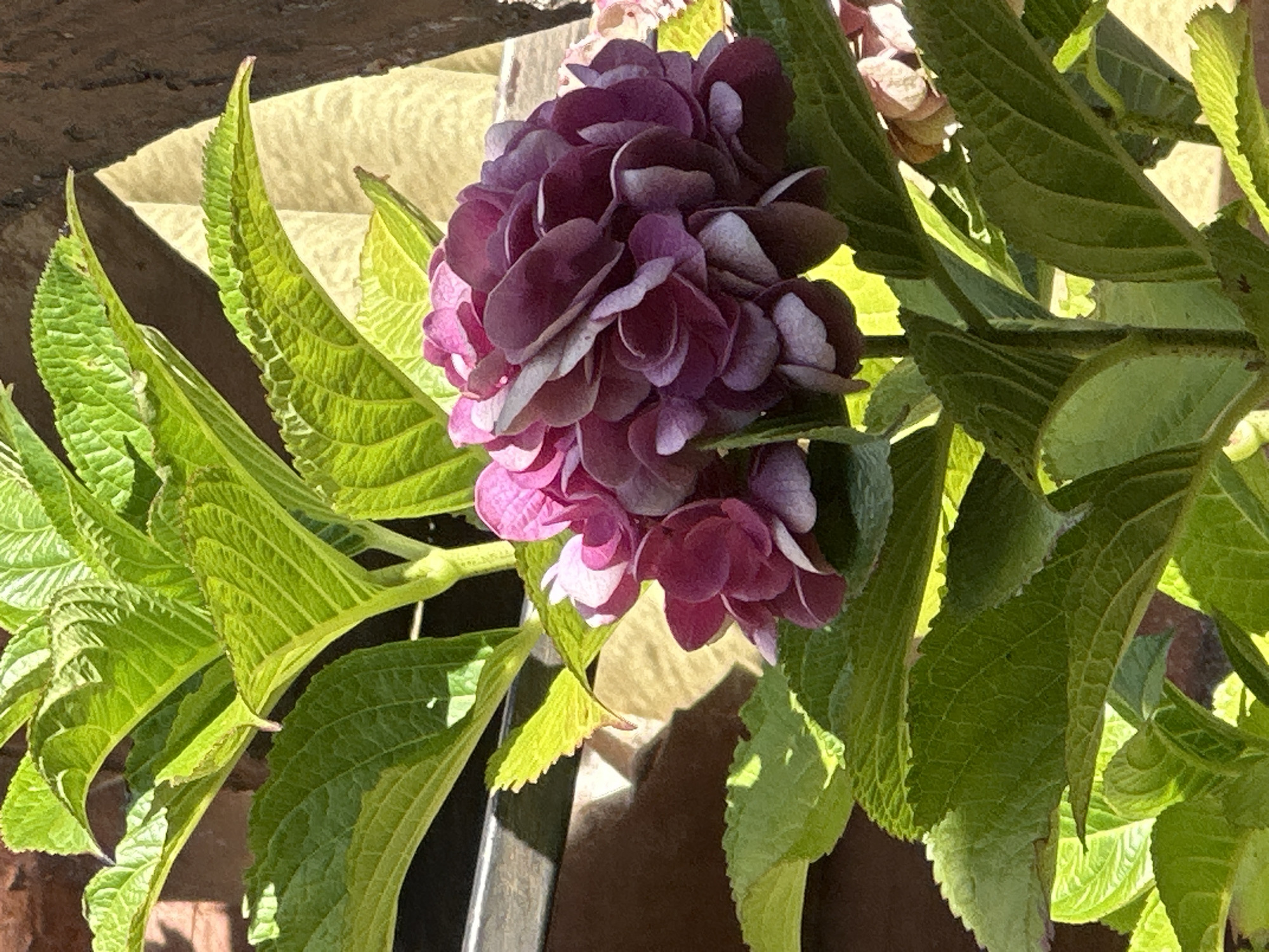 A close-up, eye-level shot shows a cluster of deep purple hydrangea flowers surrounded by vibrant green leaves. The flowers are tightly packed and have a velvety texture, with some petals showing lighter shades of pink and white. Sunlight filters through the leaves, creating dappled shadows and highlighting the textures of both the blooms and foliage. In the background, out-of-focus elements suggest an outdoor setting, possibly a garden or patio, with hints of brickwork and a beige textured surface. There is no visible indication of Krasnaya Polyana, Russia.