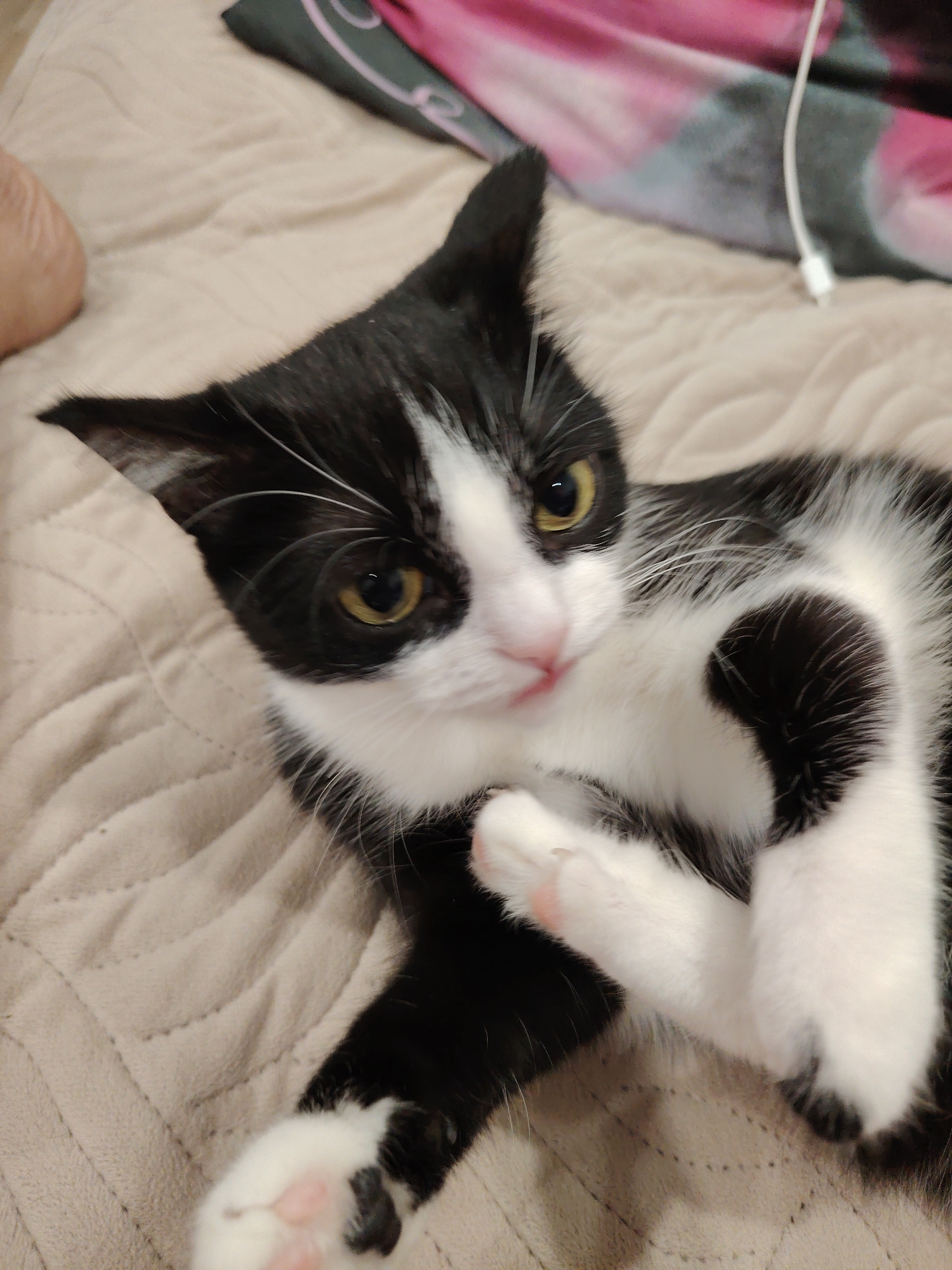 A black and white kitten lies on a beige, textured blanket. The kitten's head is turned towards the viewer, with its yellow eyes wide open. Its left paw is raised and resting on its chest, while its right paw is tucked beneath its chin. The kitten's fur is soft and fluffy, with patches of black and white. A pink nose and mouth are visible. The background is blurred, but appears to be a room with a pink and gray blanket. The overall impression is one of a playful and curious kitten.