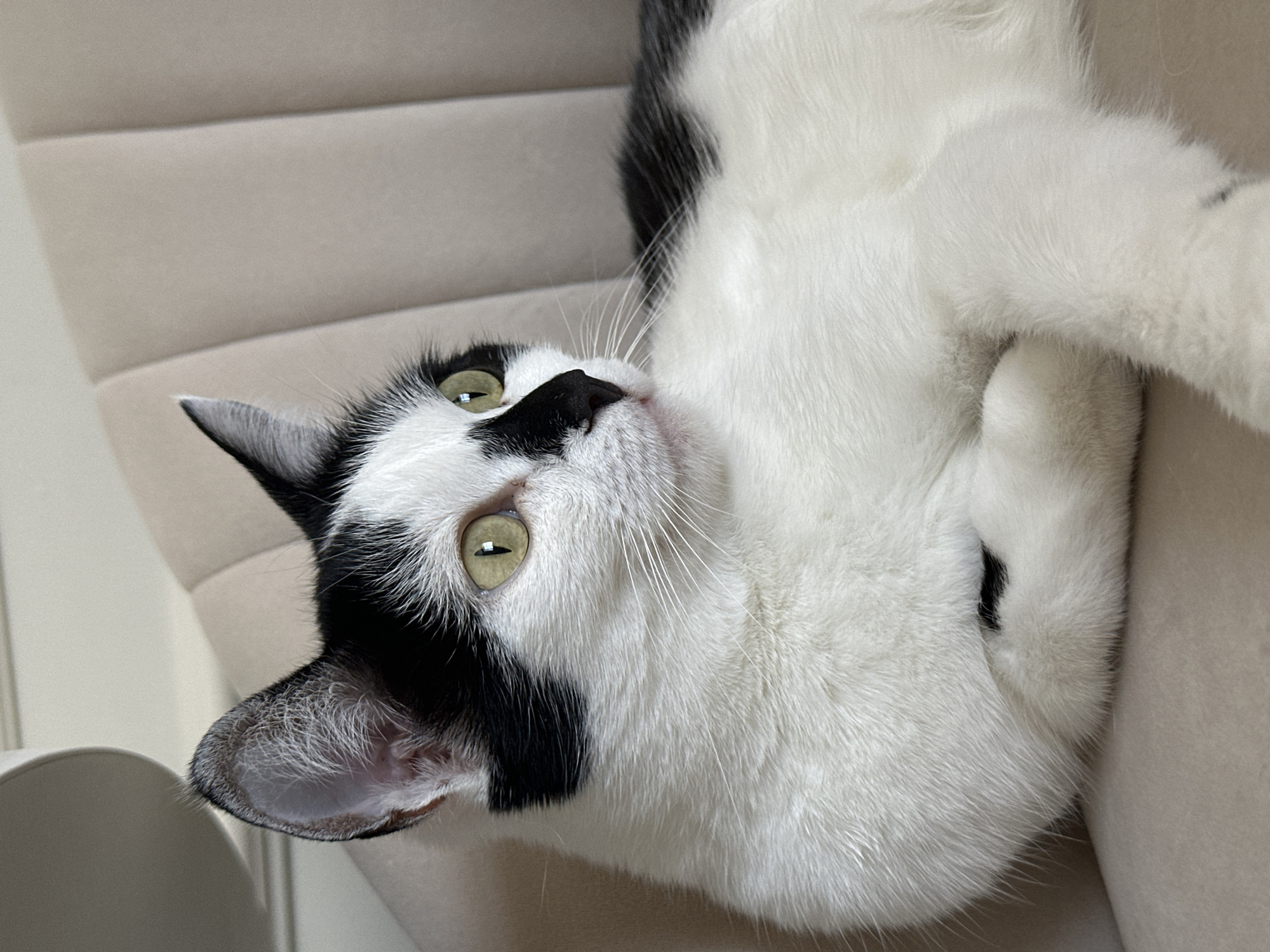 A black and white cat with striking green eyes is lying on a beige upholstered chair. The cat is facing to the right of the frame, with its head turned slightly away from the camera. Its fur is predominantly white with distinct black markings on its face, ears, and back. The cat's front paws are crossed, giving it a relaxed posture. The background consists of the textured fabric of the chair, with subtle vertical folds. The lighting is soft, creating gentle shadows. The location in the city of Kokshetau, Kazakhstan is unknown.