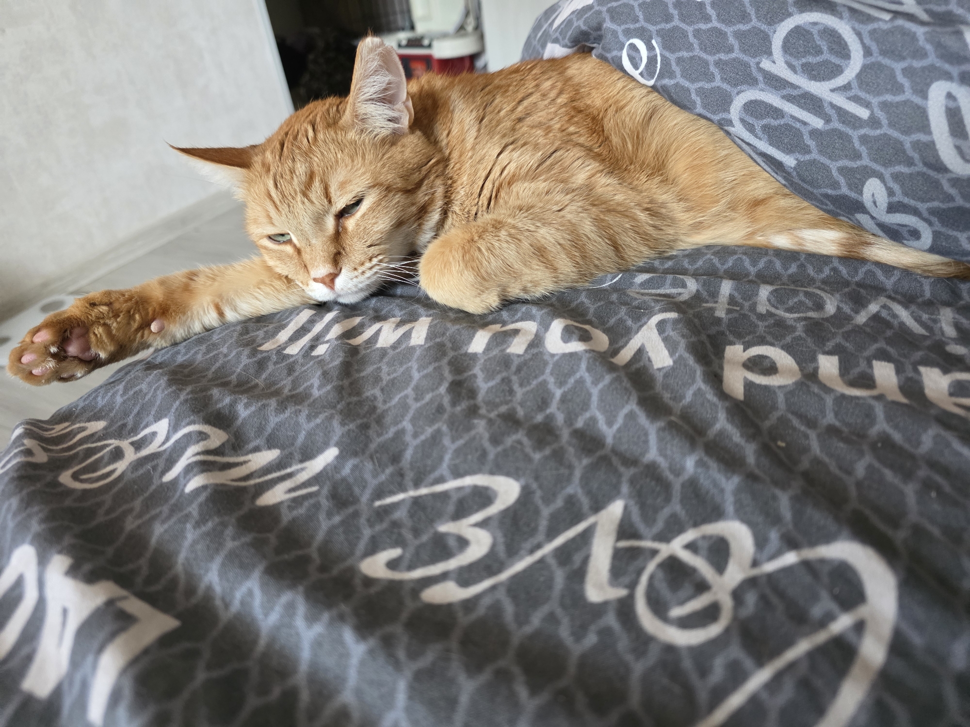 A ginger tabby cat is lying on a grey bedspread with white cursive writing and a honeycomb pattern. The cat's head rests on the bedspread with one paw extended, showing pink paw pads. Part of the cat is under a grey blanket. A white wall is visible in the background. The location is Chaikovsky, Russia.