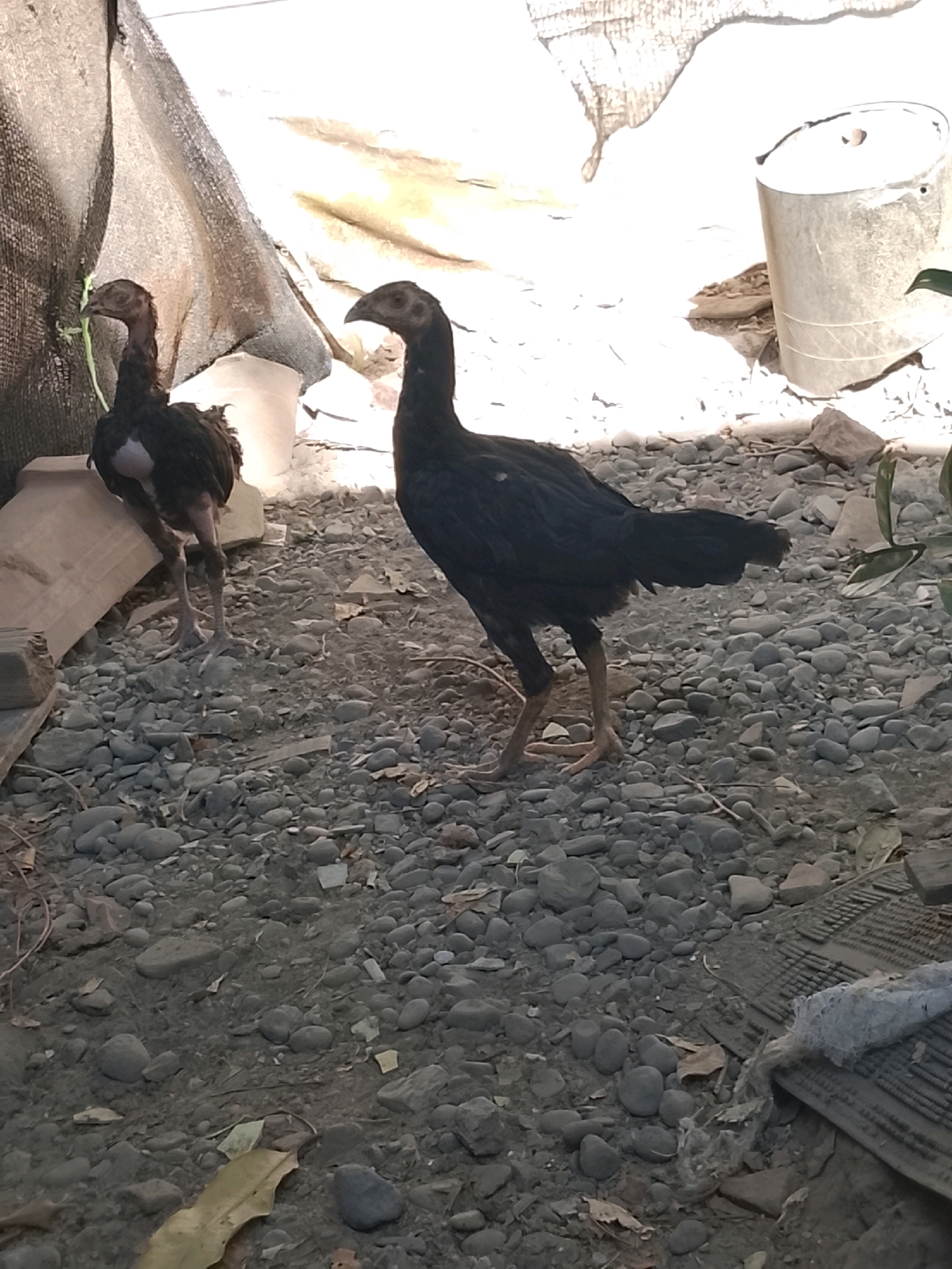 Two young black chickens stand on a rocky ground in Ujungrusi, Indonesia. The chicken on the left is smaller and has some white feathers on its chest. The chicken on the right is larger and stands facing forward. Behind the chickens, a large, light-colored tarp is stretched out, creating a shaded area. To the right of the tarp, a tall, metallic cylinder, possibly a water tank or bin, is visible. The ground is covered with various-sized grey stones and a few fallen leaves. The environment appears to be an outdoor, possibly rural or semi-rural, setting with remnants of construction materials or discarded items present.
